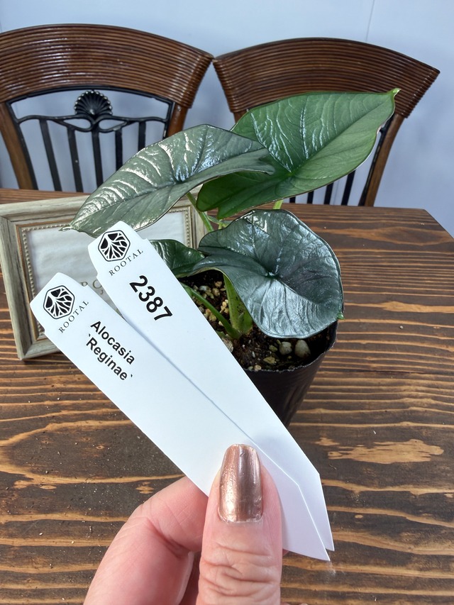 ★2387【葉裏のエッジ】アロカシア　レギネ（4号ポット）