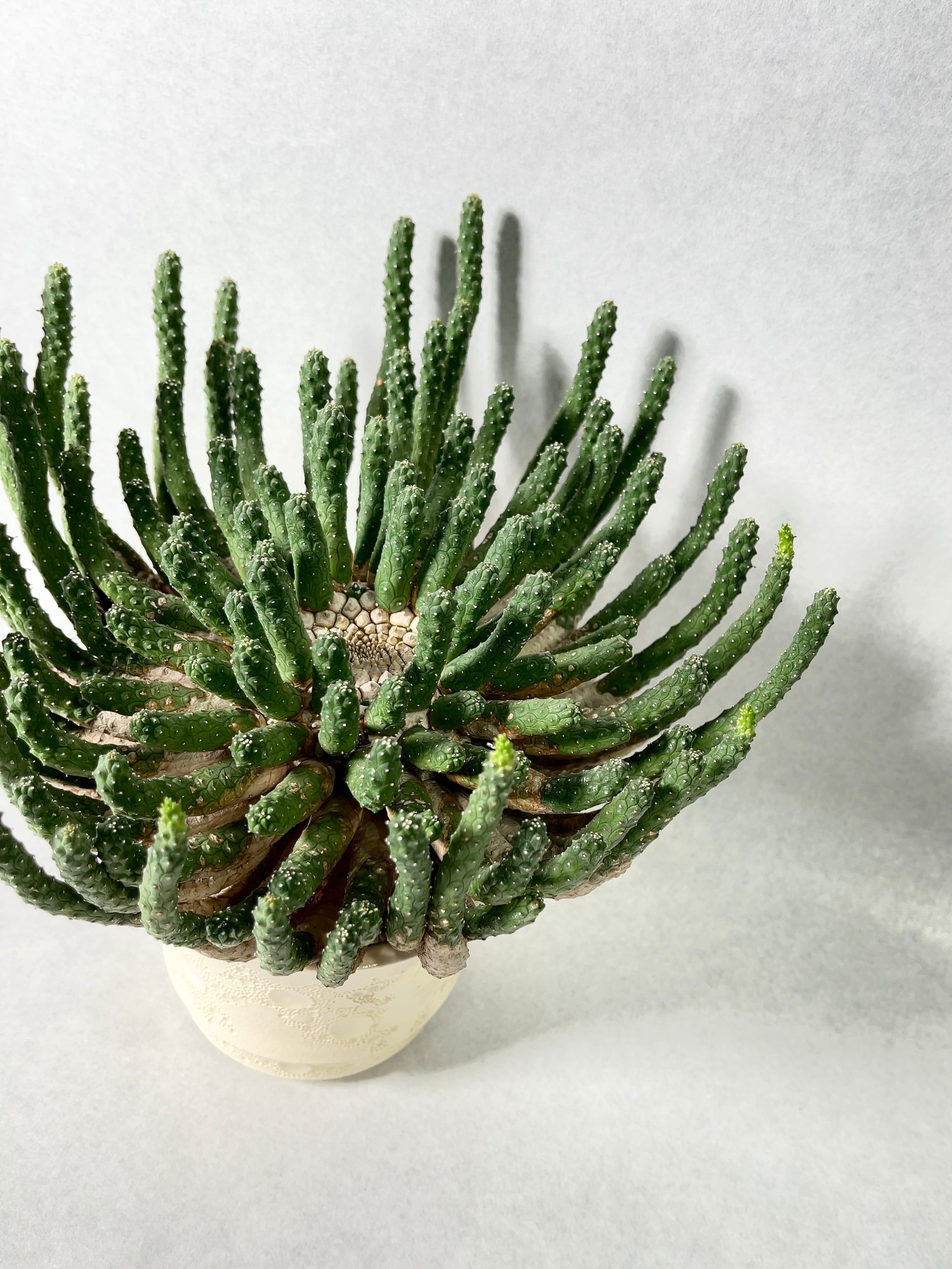 ユーフォルビア・エスクレンタ | trigger