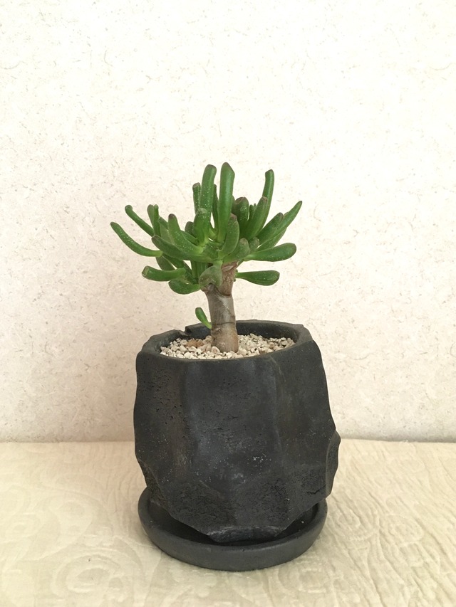 多肉植物 クラッスラ ゴーラム Miztiq Plants Shelf