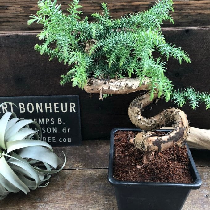 アロカリア】希少樹形 曲がり仕立て 個性的な幹 観葉植物 | 植物の店ベリー