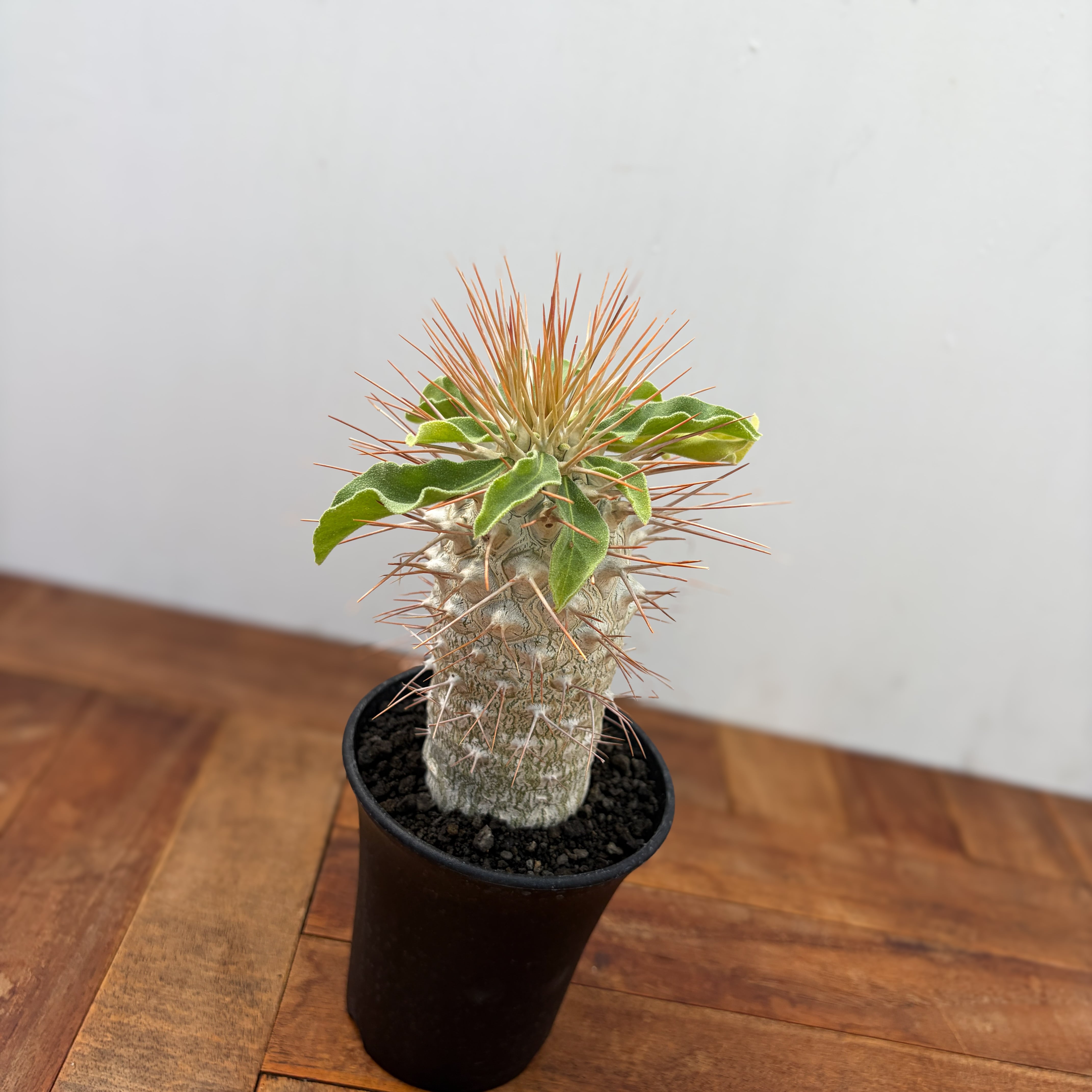 Pachypodium namaquanum【パキポディウム・ナマクアナム・光堂・実生