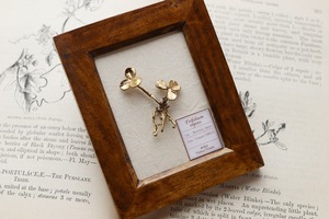 ちいさな植物標本 ブローチ | オブジェ [クローバー]