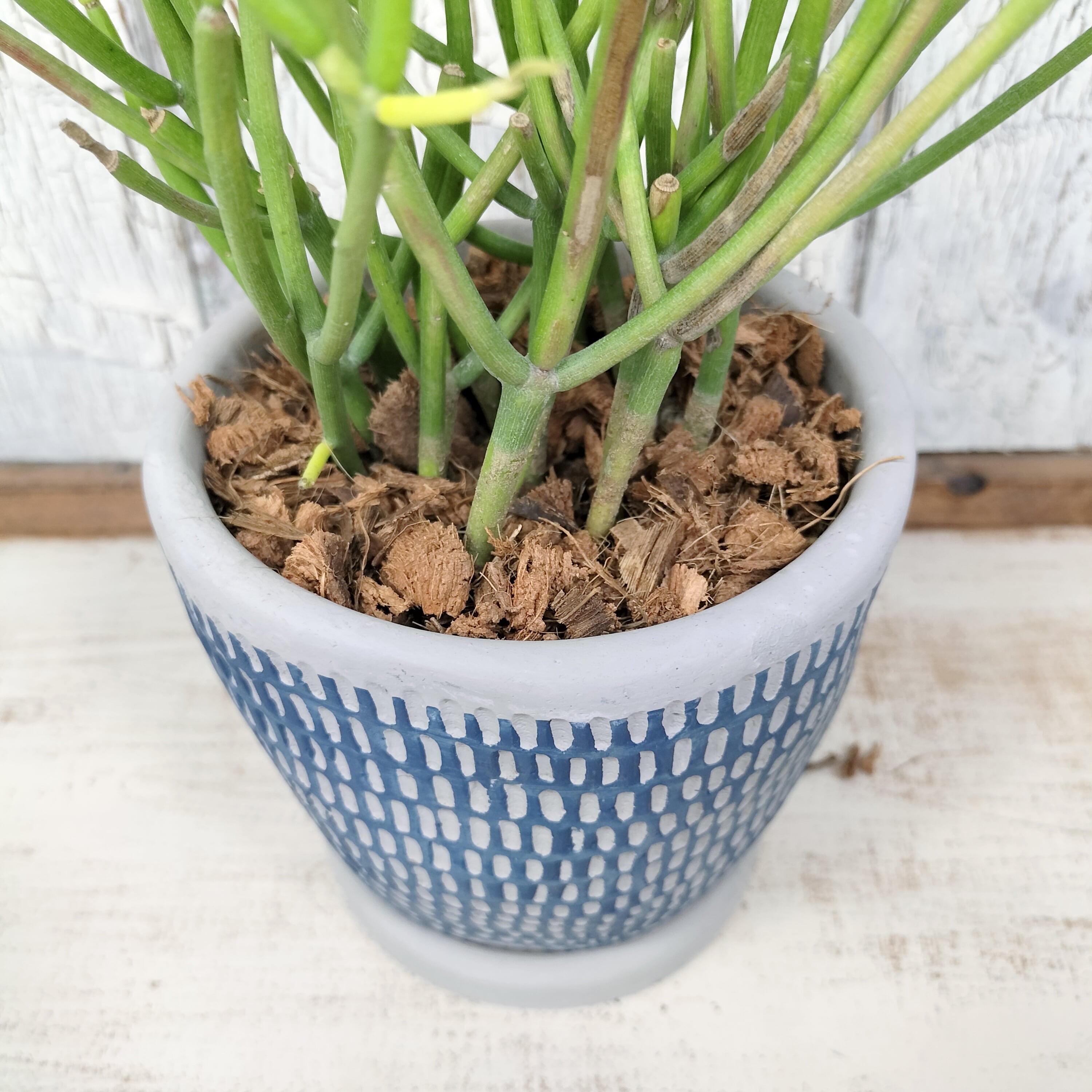 ミルクブッシュ 観葉植物 | PAY ID