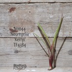 【送料無料】'Neoregelia 'Kerryi' TF4384〔ネオレゲリア〕現品発送N0044