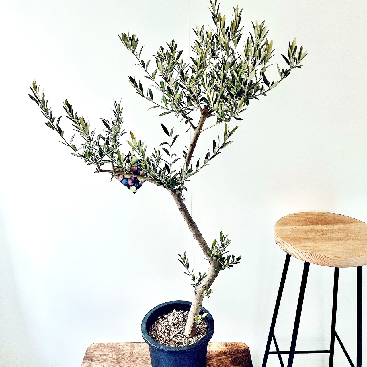 【一点もの】SOUJU オリーブ セントキャサリン 一点もの 観葉植物 calm cafe