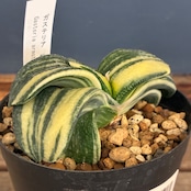 【クリアランスセール対象商品】ガステリア 臥牛錦【854】【再撮影】【▼】