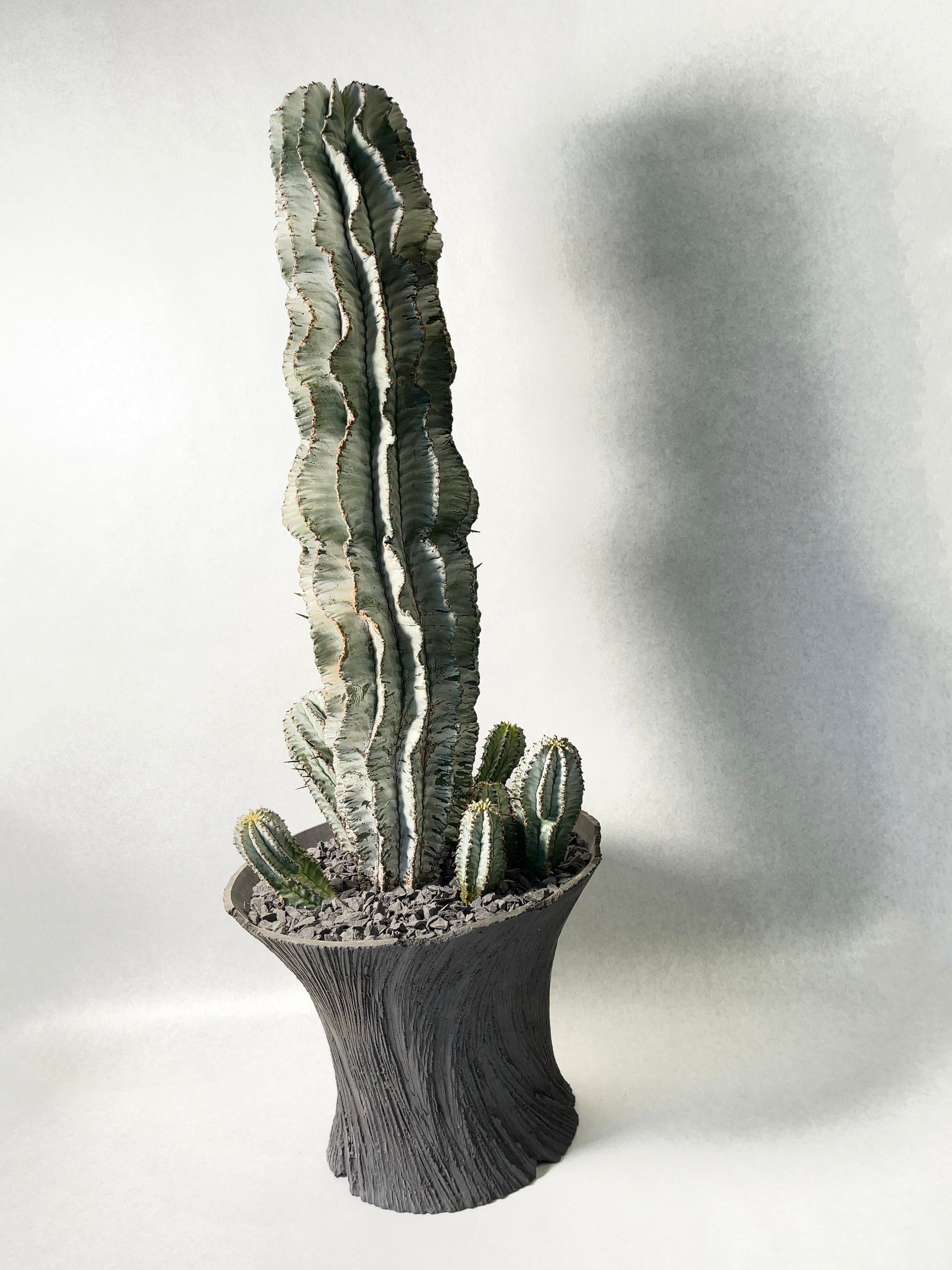 ユーフォルビア・ポリゴナスノーフレーク | trigger