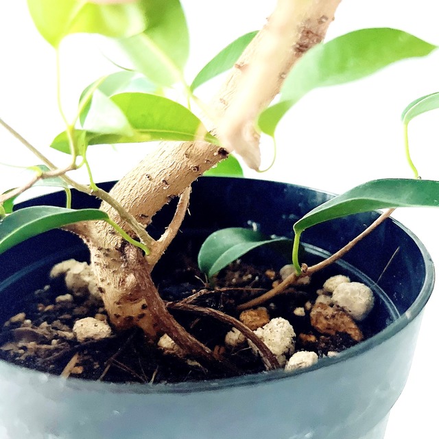 フィカス ウィアンディ 曲がり幹 観葉植物 calm cafe