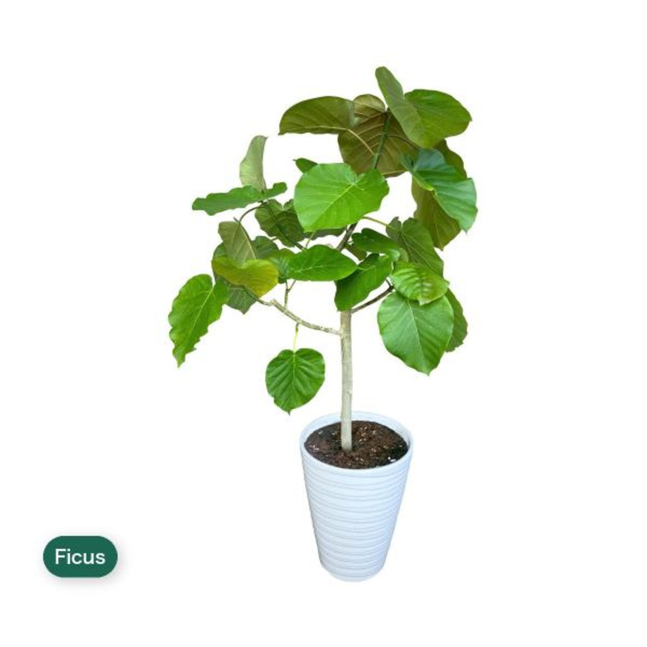 フィカス ウンベラータ 観葉植物 7号 陶器鉢