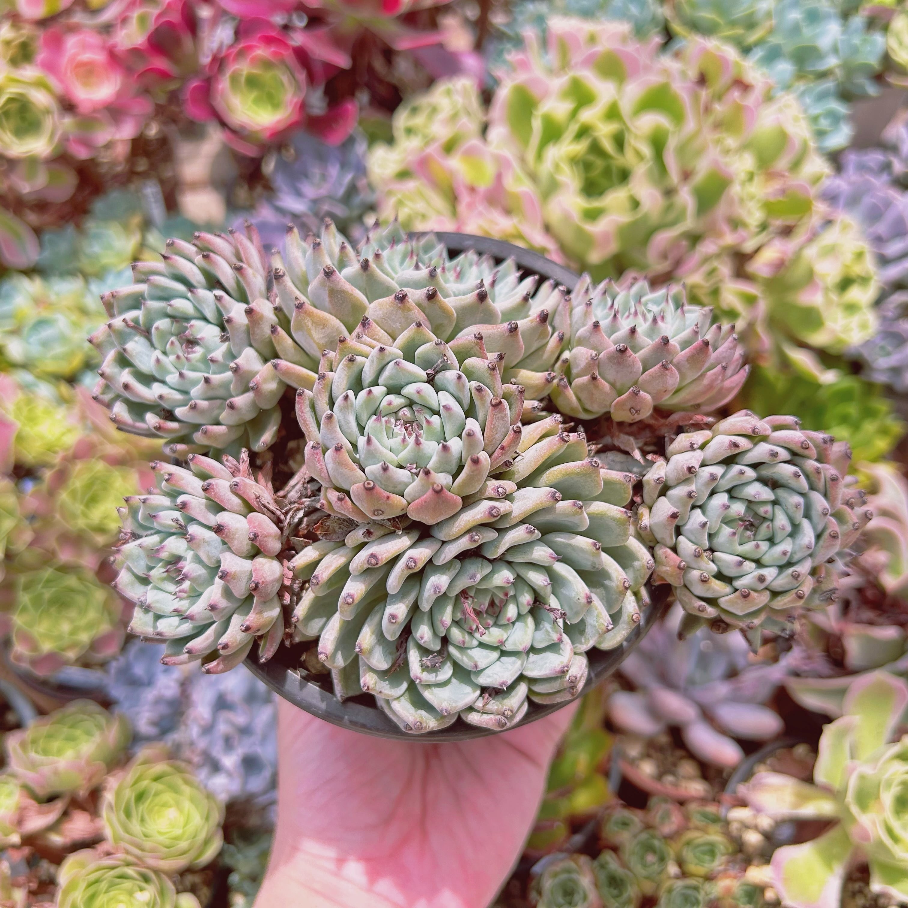 #532現物　多肉植物　ザラゴーサ　特大　抜き苗