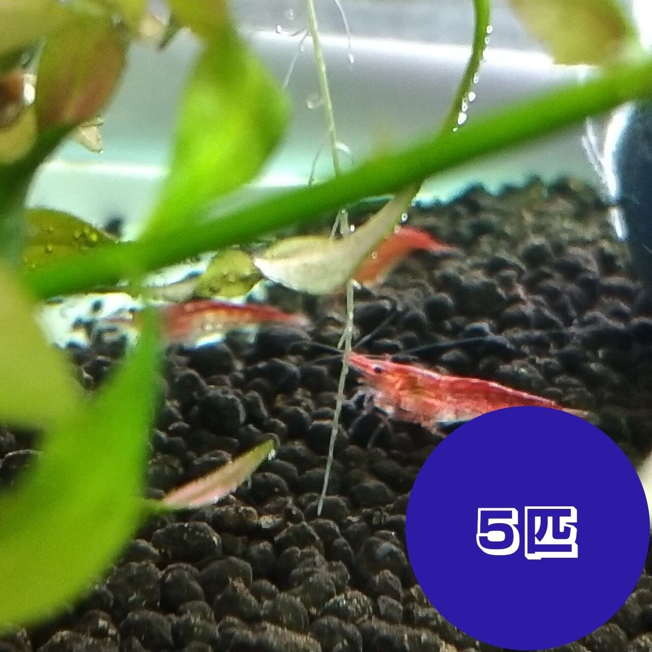 5匹＋補償1匹】レッドチェリーシュリンプ | Nanami Shrimp Farm 【観賞用エビ（シュリンプ）・アクアリウム用品・グッズショップ】