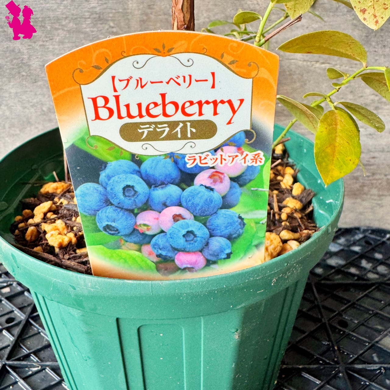 ブルーベリー苗　デライト5号ポット8本セット ブルーベリー苗 デライト＆コロンブス 準大苗セット ラビットアイ系 8