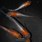 Red & White Lame Extracorporeal Light - 紅白ラメ体外光メダカ稚魚 10匹 thumbnail 2
