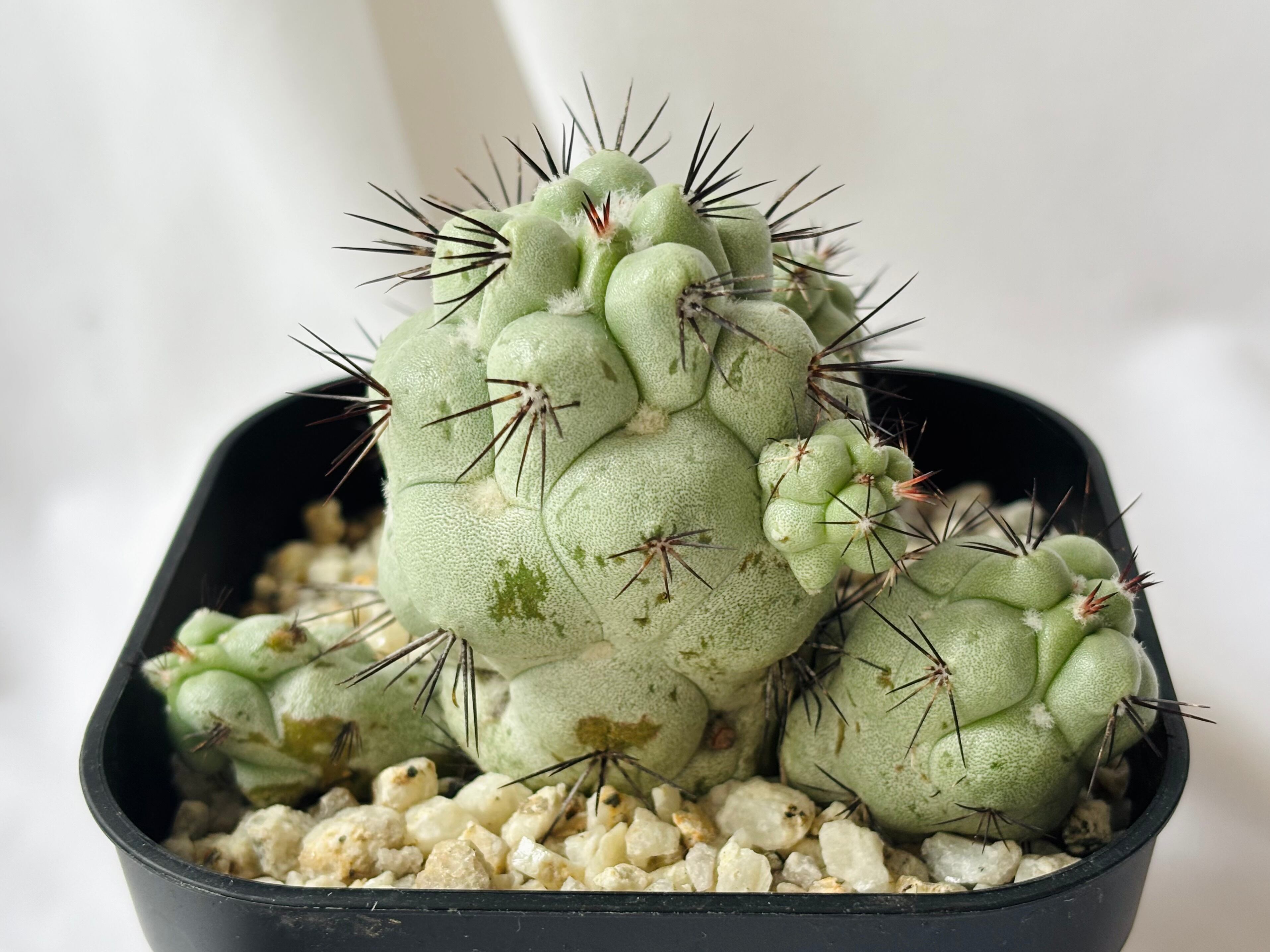 Ortegocactus macdougallii オルテゴカクタス マクドガリー サボテン
