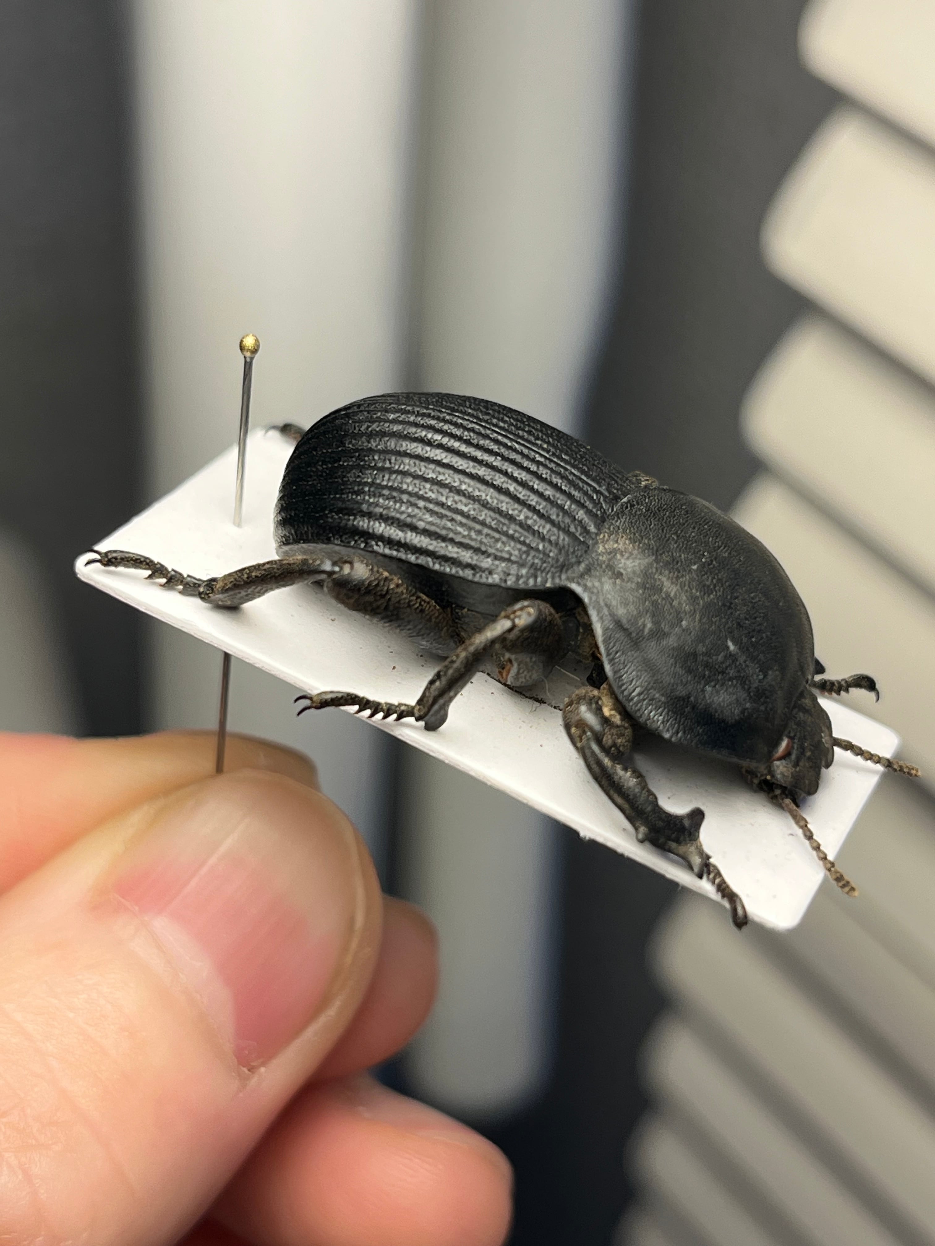 象虫標本】マッシブなゾウゴミムシダマシAnomalipus elephas ゾウムシ