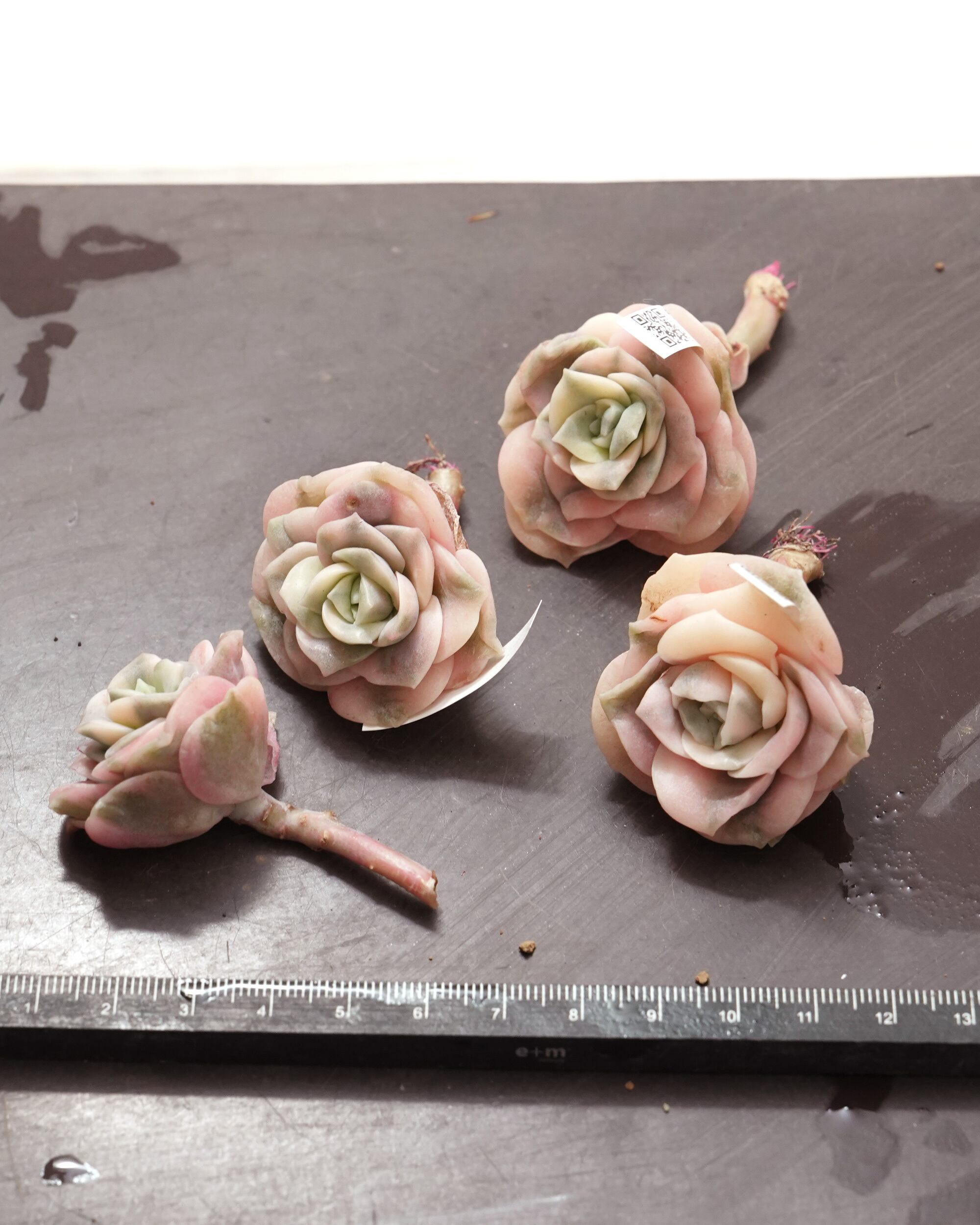 カット苗 ラブリーローズ 彩錦 Echeveria 'Lovely Rose' Rainbow