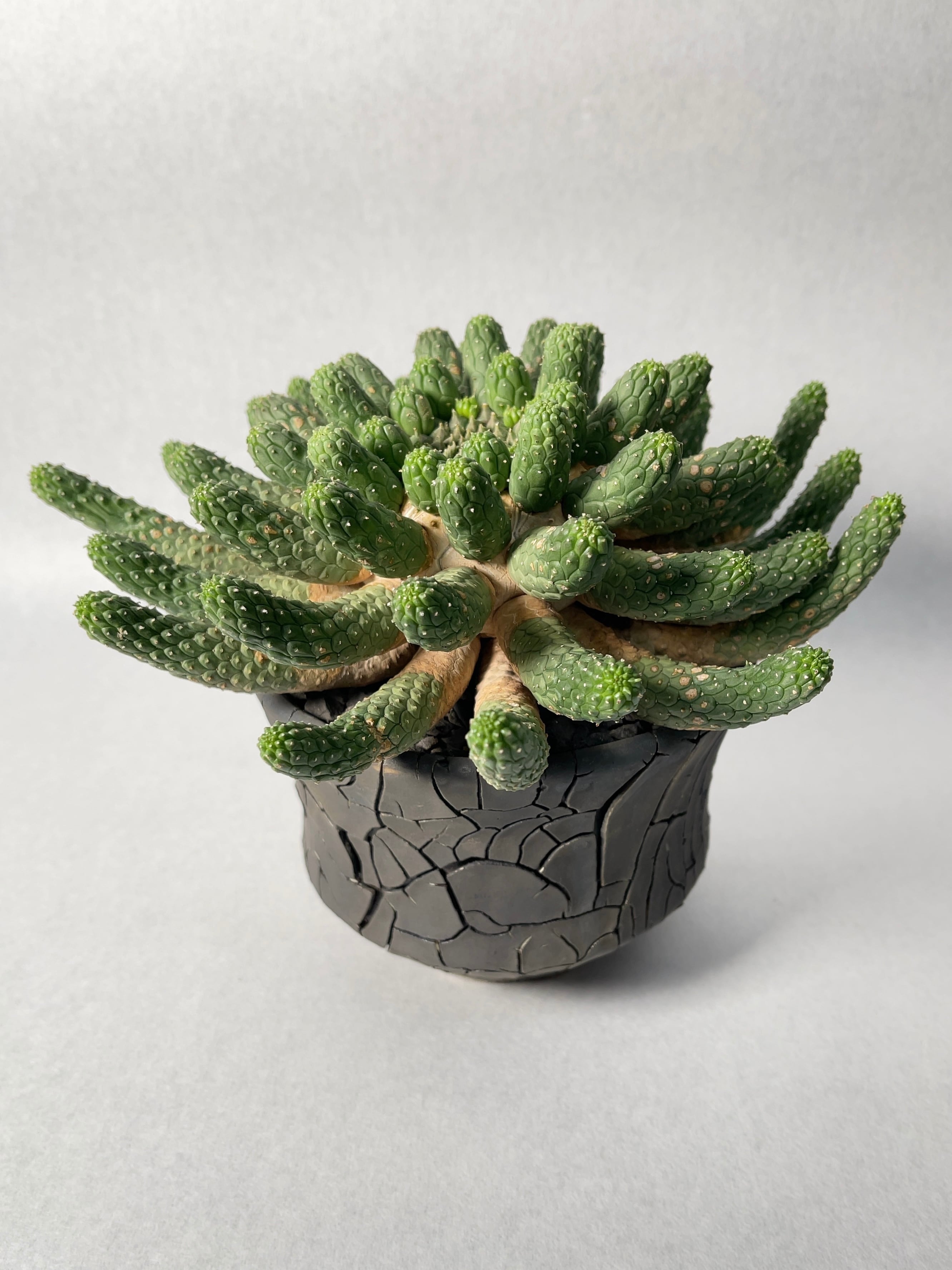 アガベ 中型 　※閻魔　エンマ アガベ 閻魔 エンマ