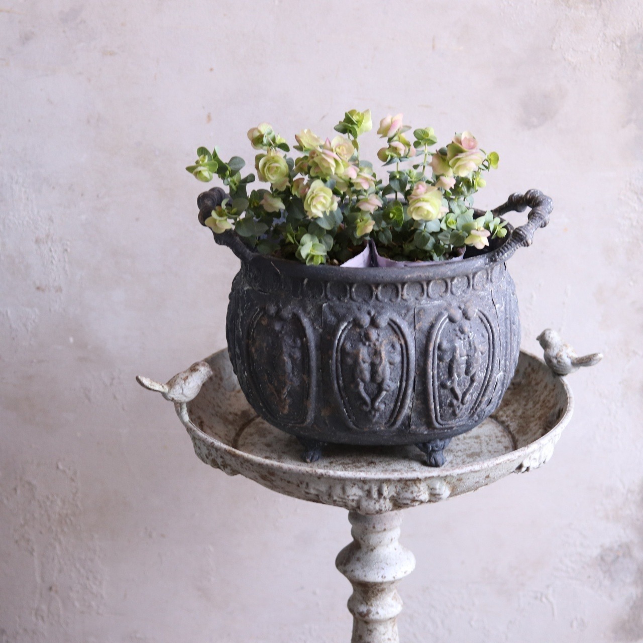 mondimanche　ハーブ　オレガノ　ケントビューティー｜優しいピンクXグリーンのお花　丈夫　寄せ植えをオシャレにする