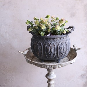 mondimanche　ハーブ　オレガノ　ケントビューティー｜優しいピンクXグリーンのお花　丈夫　寄せ植えをオシャレにする