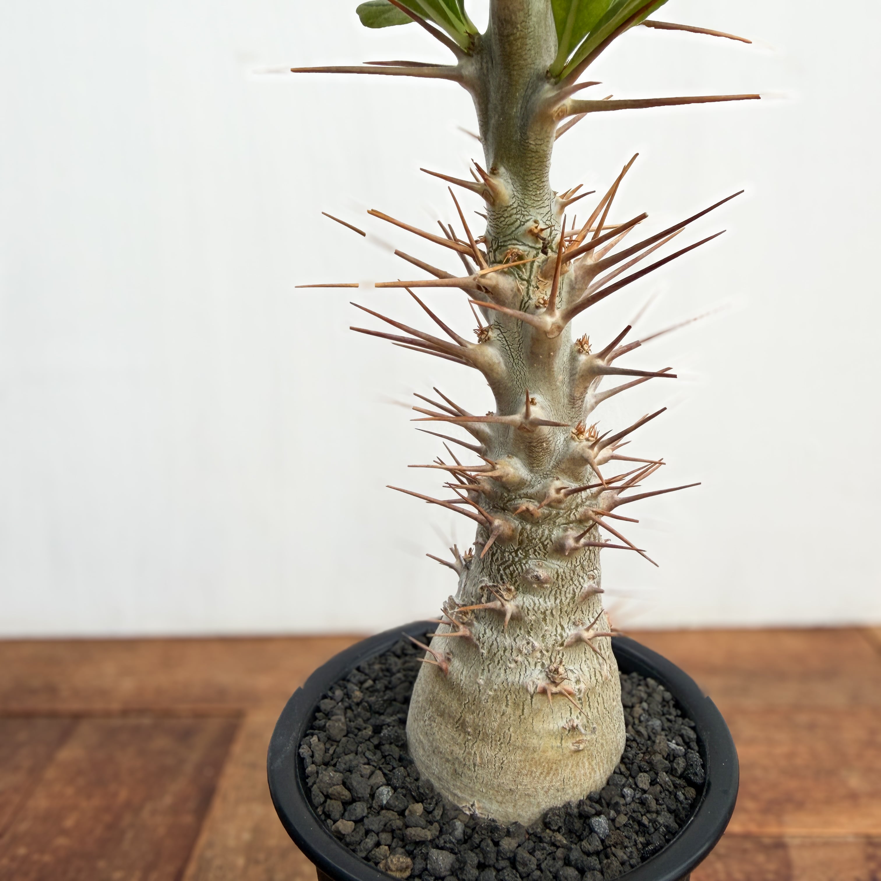 パキポディウム レアリー 2株 Pachypodium Lealii【パキポディウム