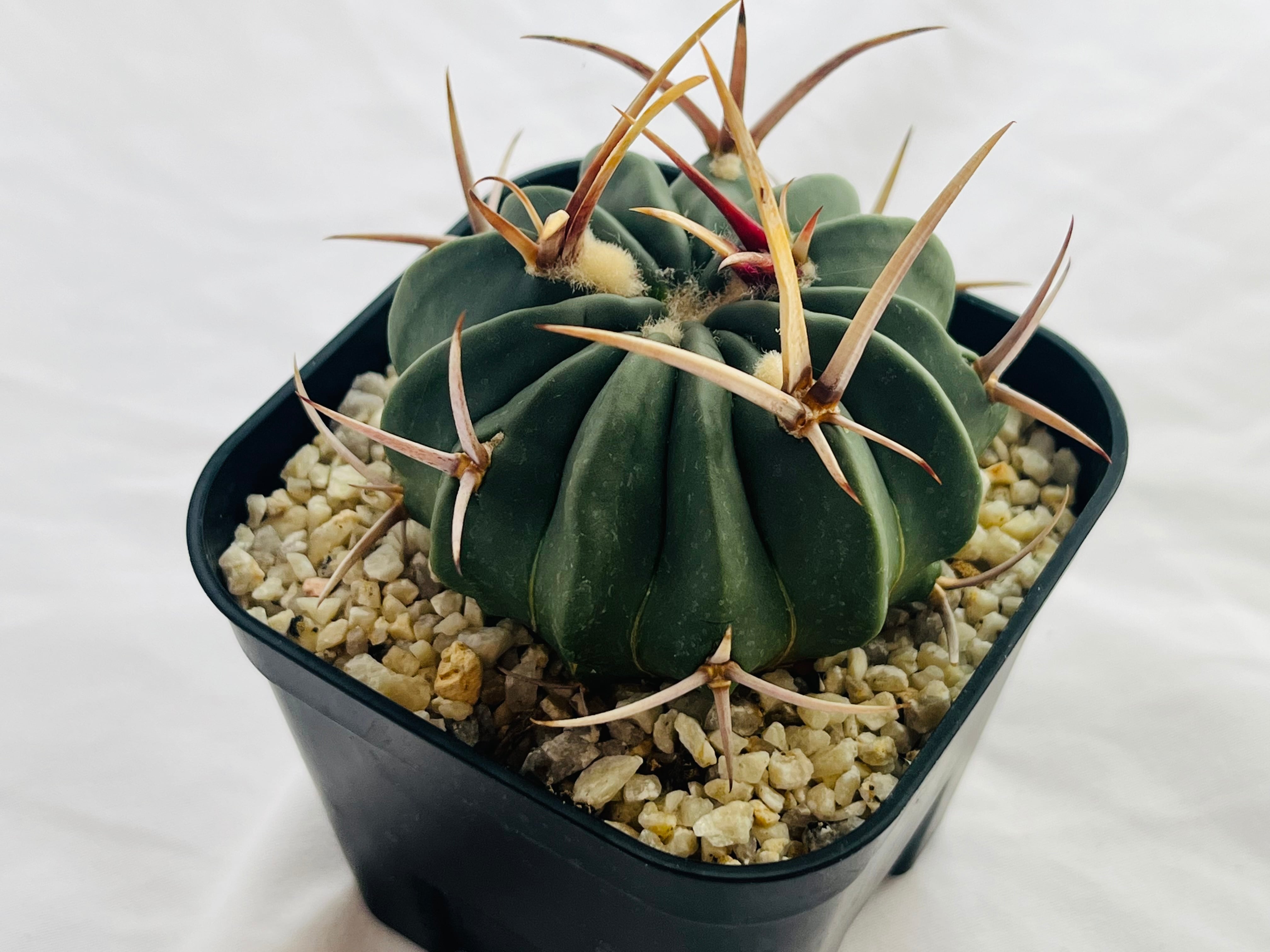 6号伝市鉢付！多頭大株 エキノフォスロカクタス コピアポア 黒王丸 サボテン コピアポア シネレア 黒王丸×伝市鉢 | GREEN LUCK