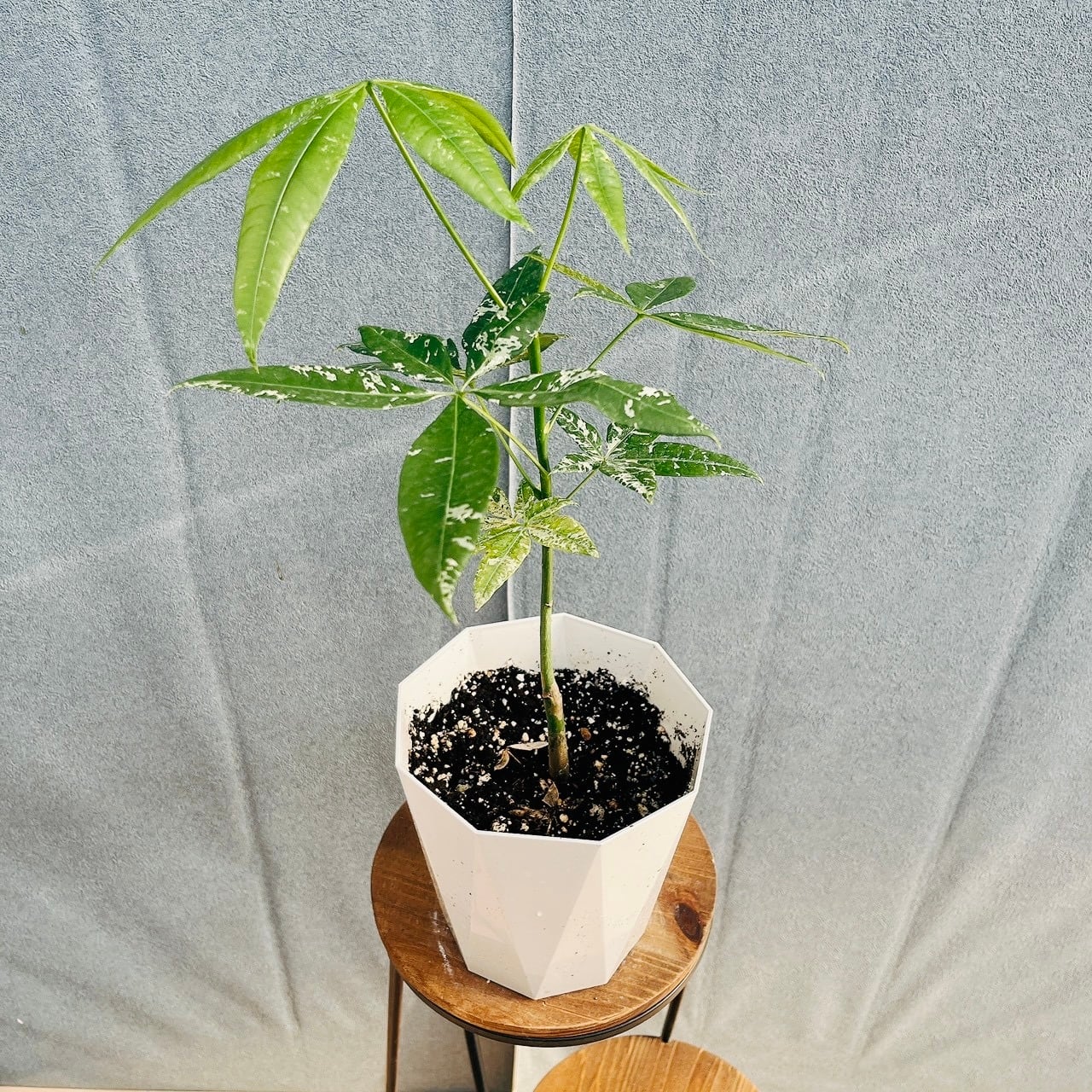 ［現品］【希少】30番　パキラ　斑入り　実生　5号　観葉植物　室内　レア 現品］【希少】30番 パキラ 斑入り 実生 5号 観葉植物 室内 レア
