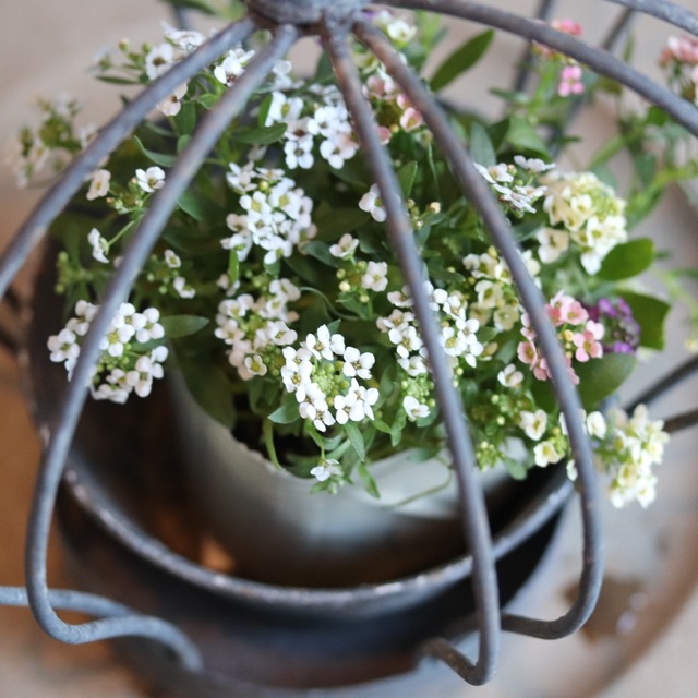 アリッサム　カラフル　小さなお花　横にひろがる　寄せ植えにオススメ