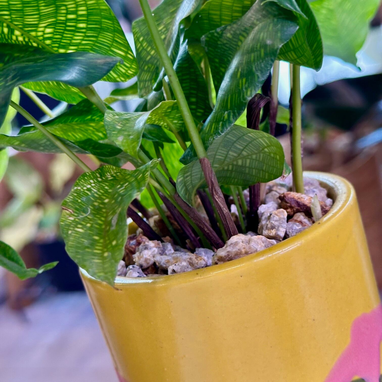 カラテア・ムサイカ | barrelplants_BONSAI