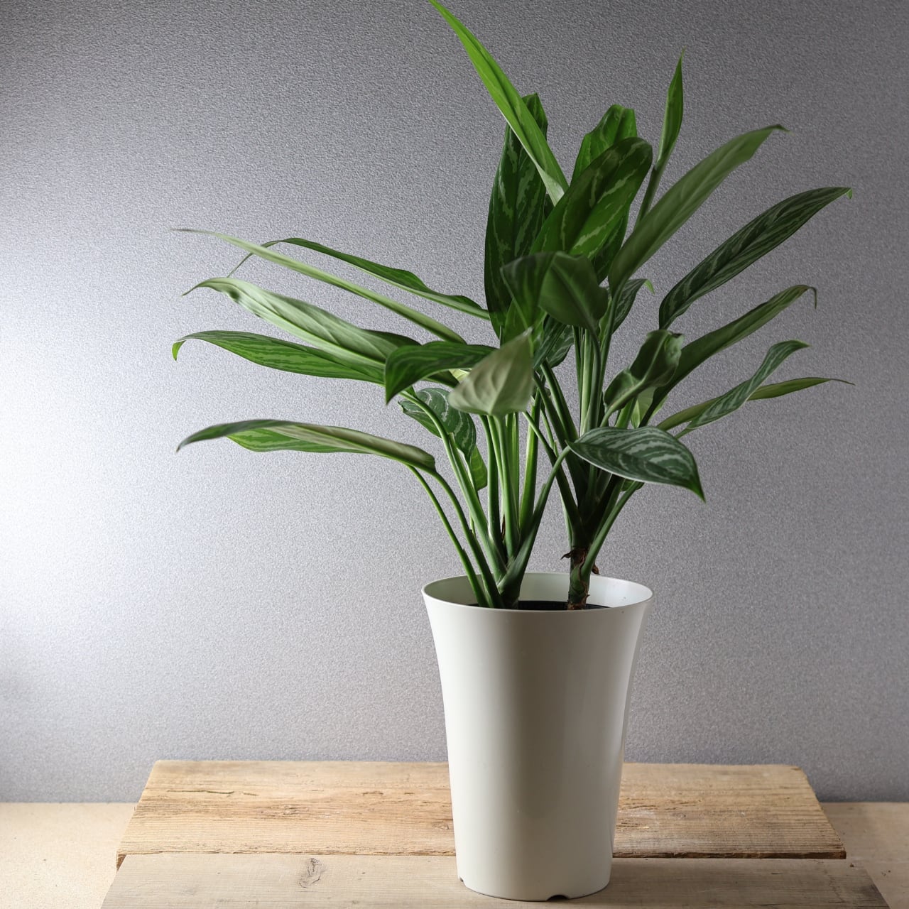 395 レオンが愛した『アグラオネマ カーティシー』観葉植物 【送料無料