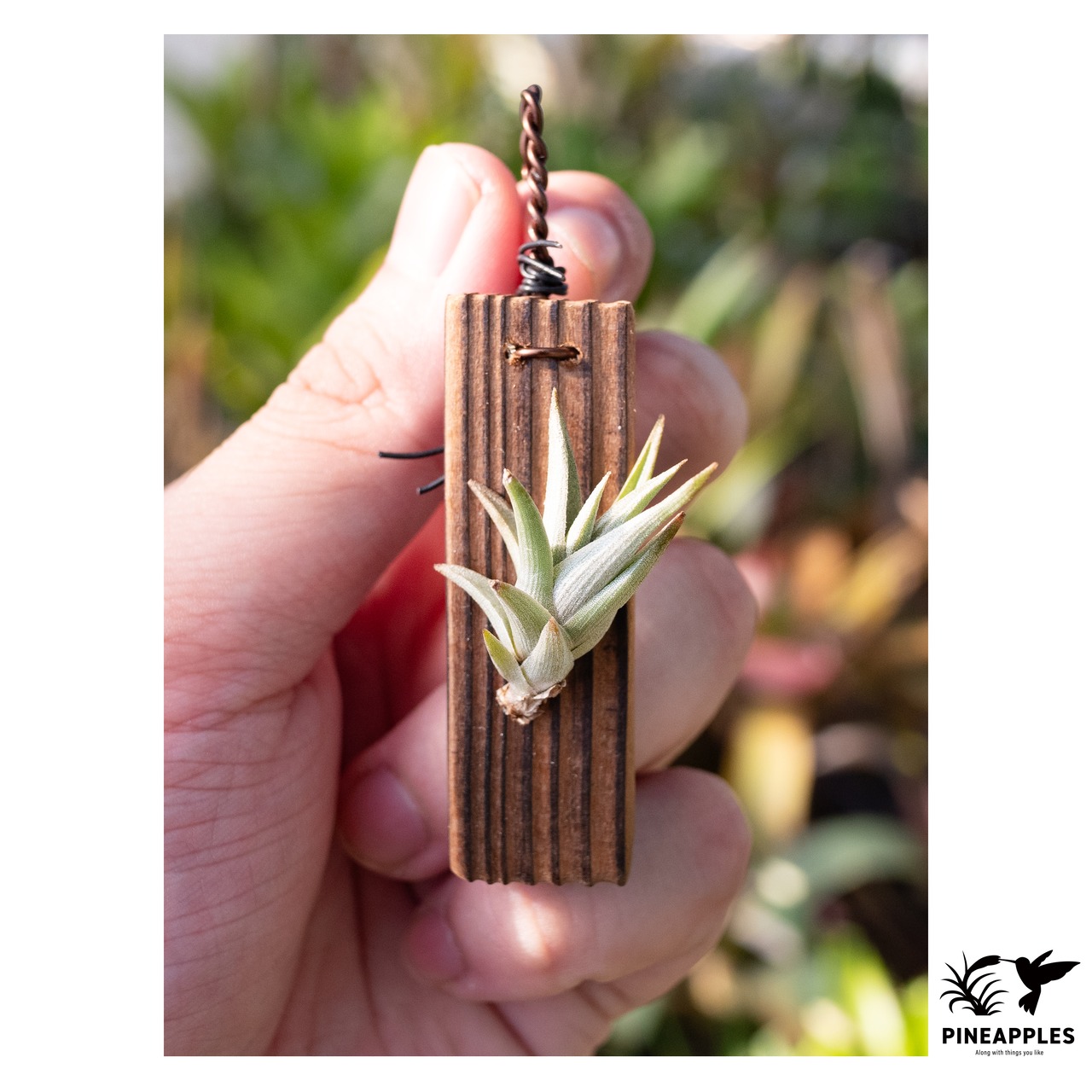 Tillandsia peiranoi 【現品】 - 1