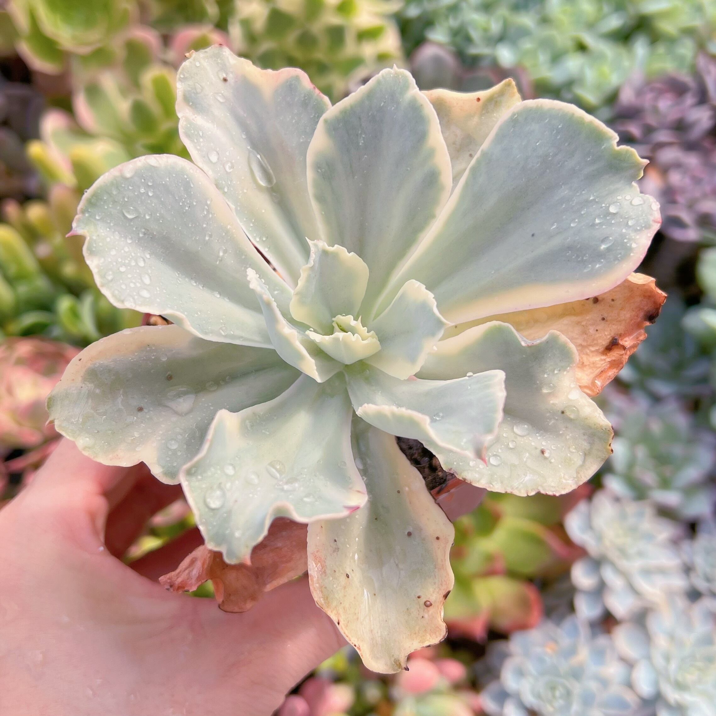 現物　moon river#610   るる農園