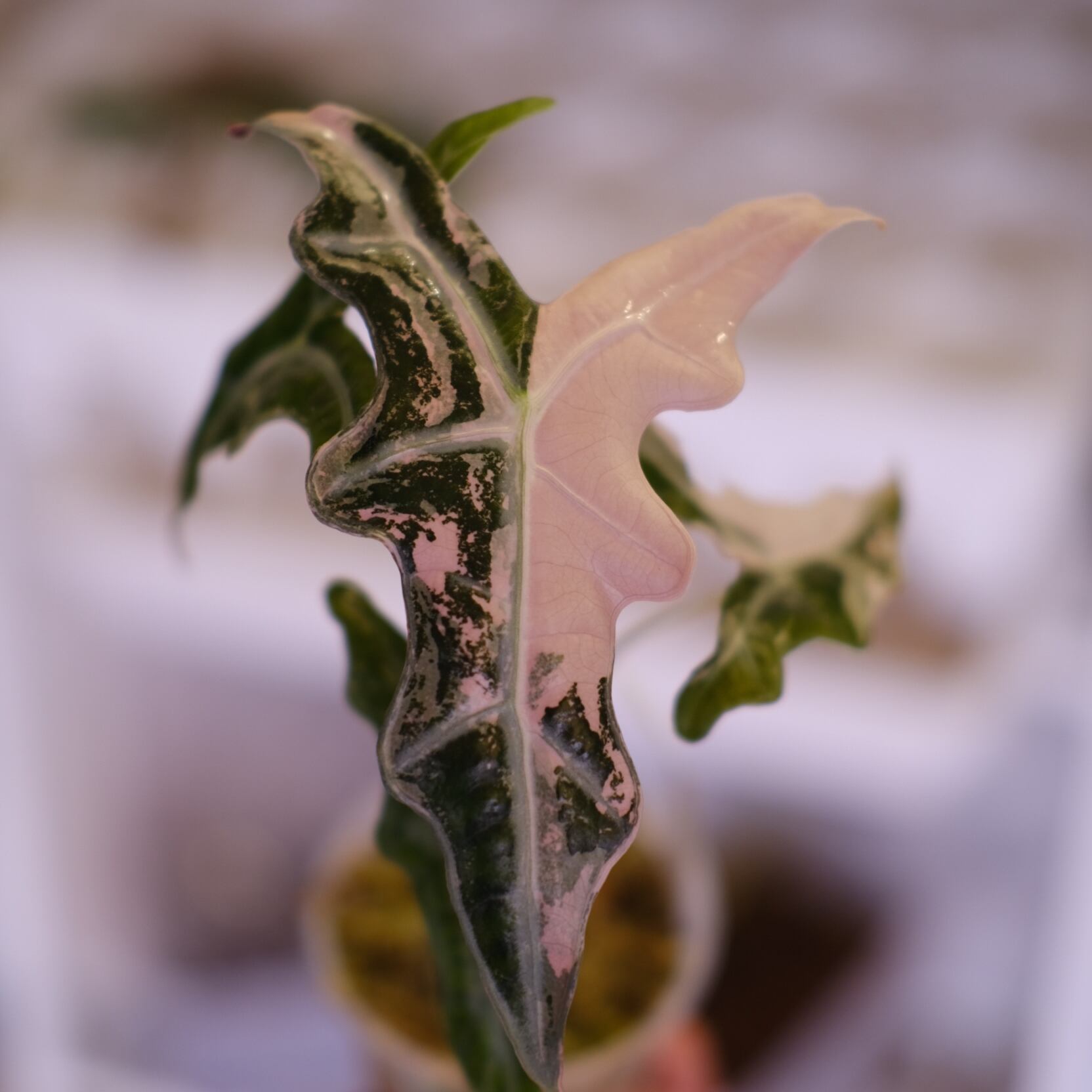 Alocasia Nobillis Pink 
