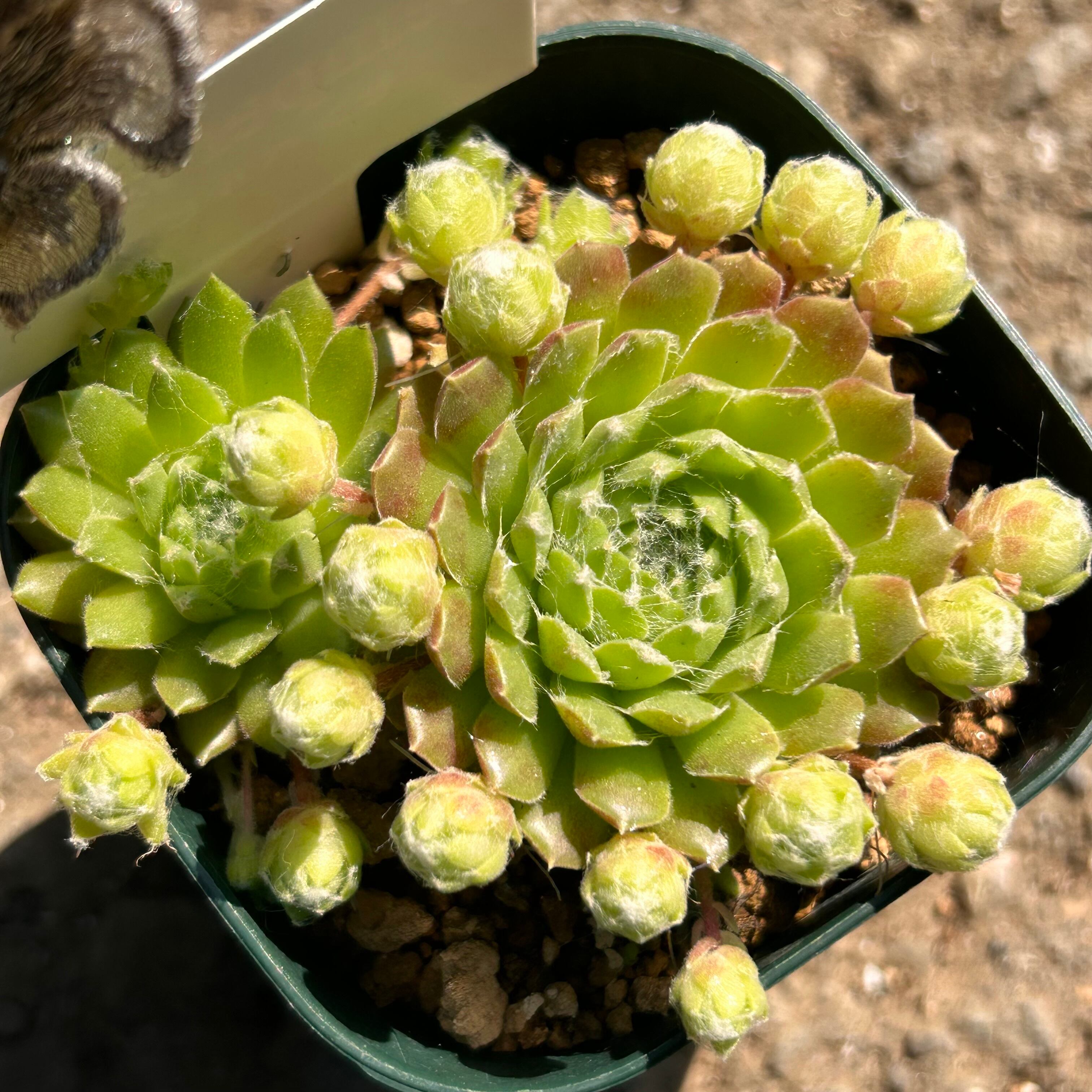 センペルSP | RuPo 多肉植物専門店