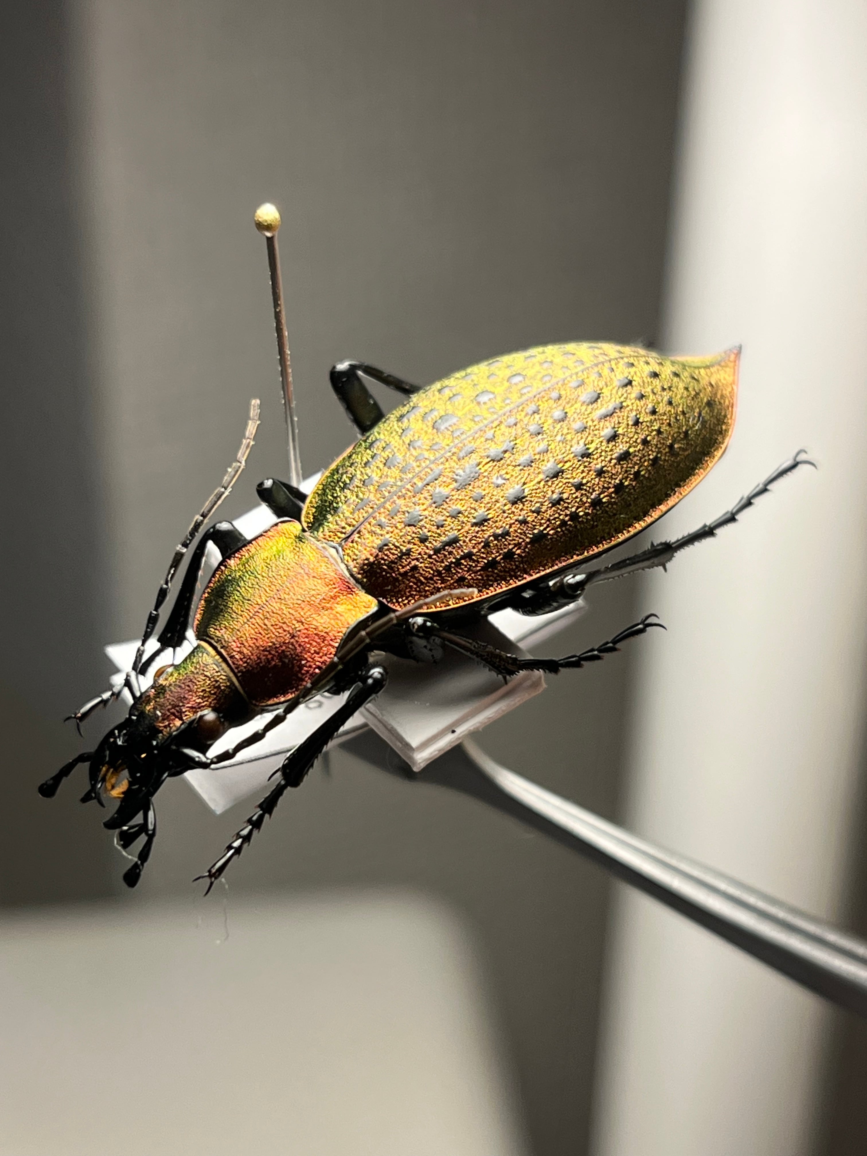 毒刺甲虫】サソリカミキリ 昆虫標本 Onychocerus scorpio ウスバ