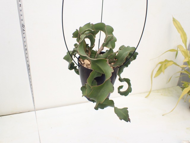 Epiphyllm guatemalense 'MONTROSE'　３．５号　吊り鉢