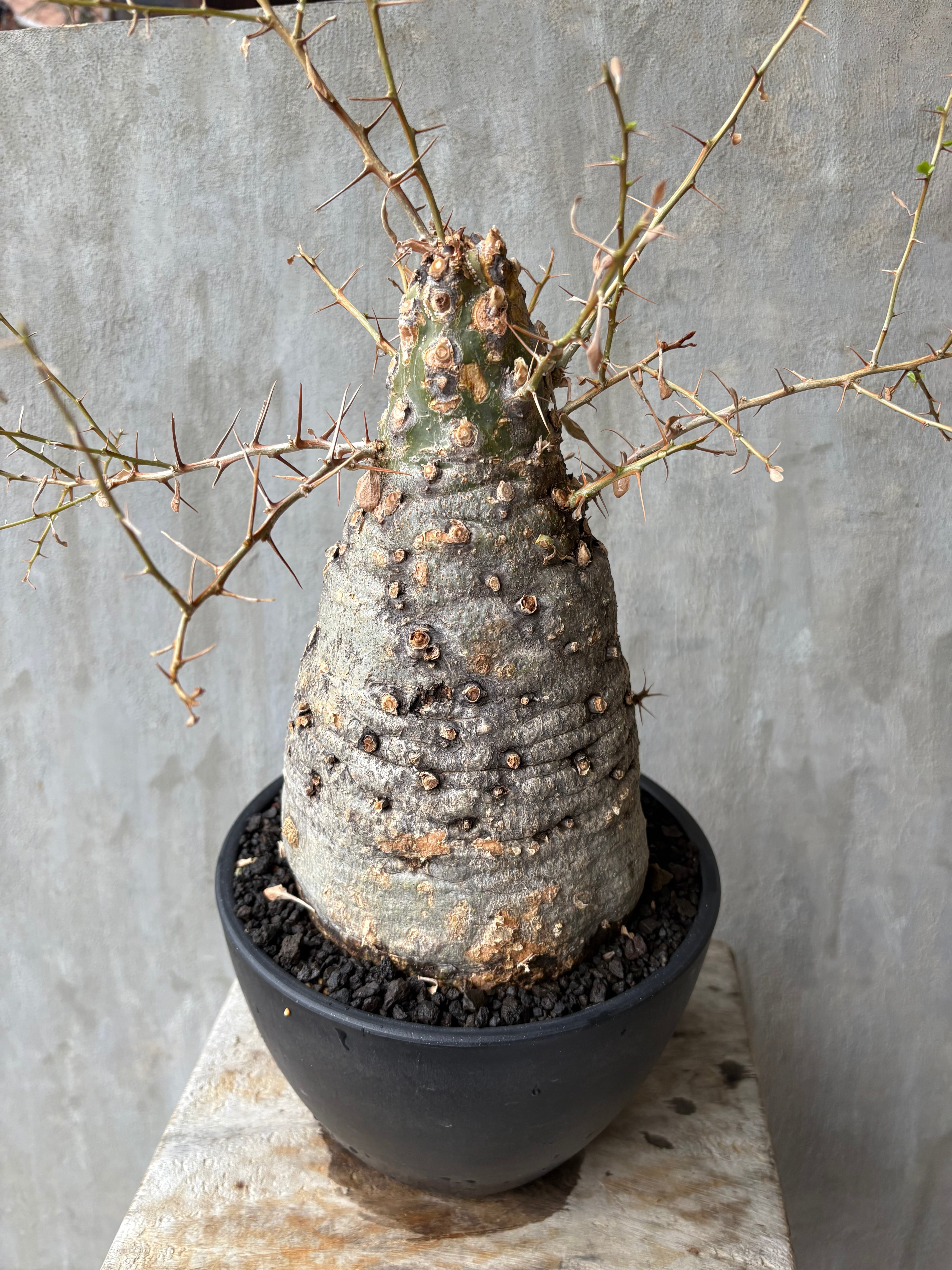 美原良 鉢 pep鉢 美原良 ペプ鉢 限定 inviinvisible ink カタチ製作所