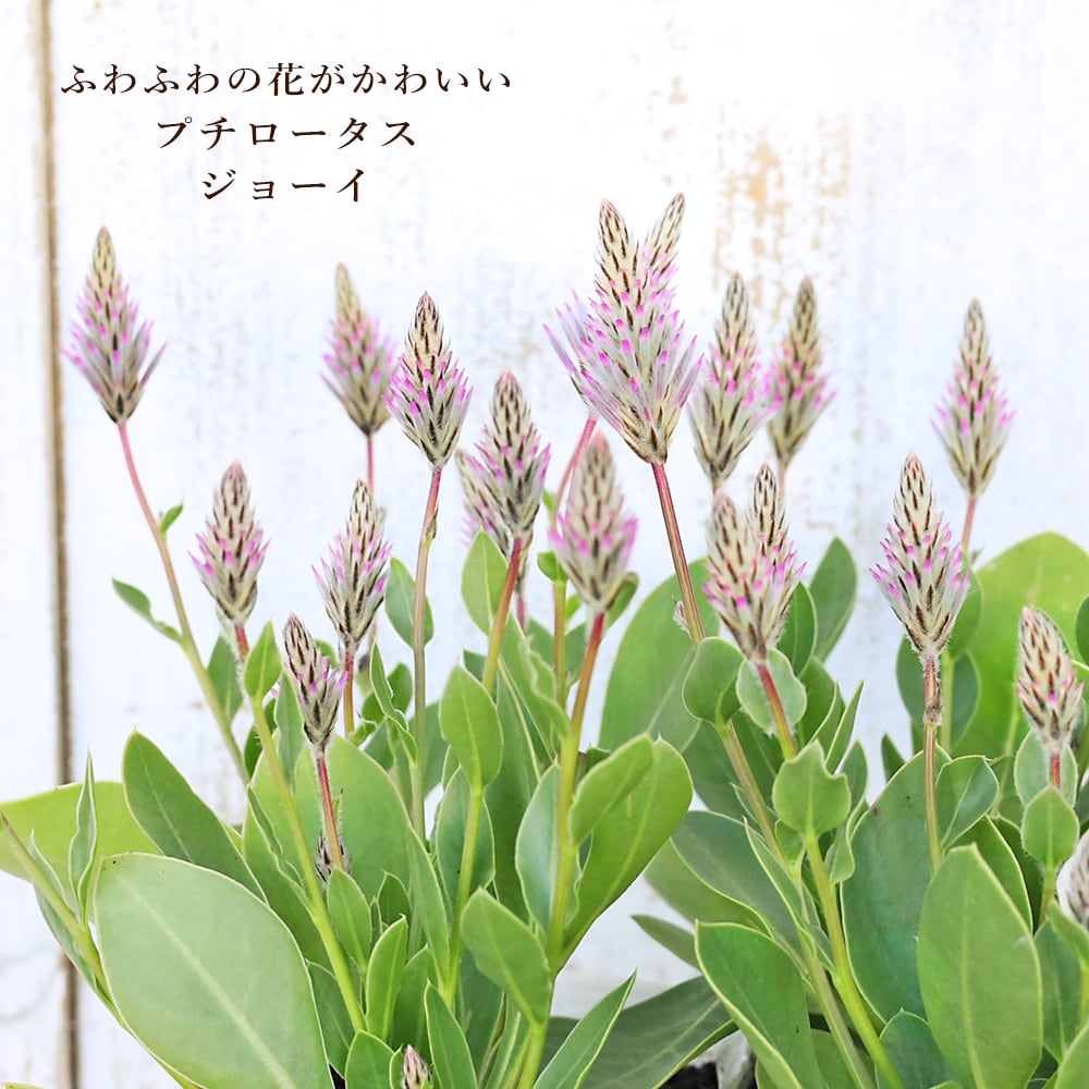 花苗 プチロータス ジョーイ 3.5号 多年草 かわいい 個性派 秋まで咲く