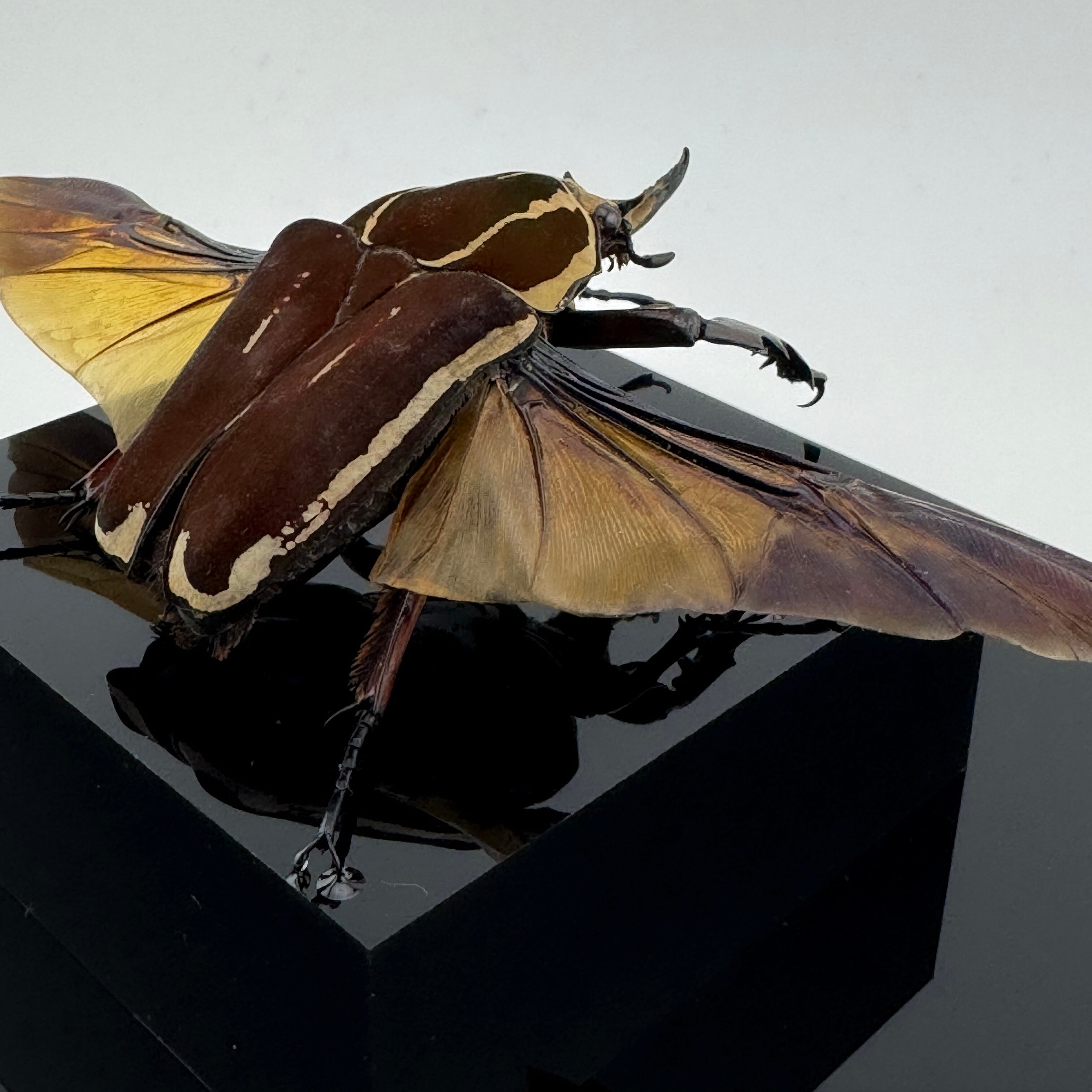 大型展示】ウガンデンシスオオツノハナムグリ 飛翔標本 | Pay ID 大型展示】ウガンデンシスオオツノハナムグリ 飛翔標本 | Pay ID