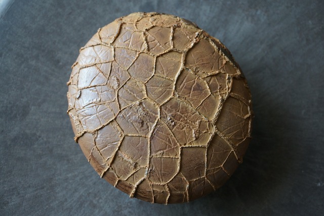 ゴビ砂漠産亀甲石　Gobi Turtleback Stone