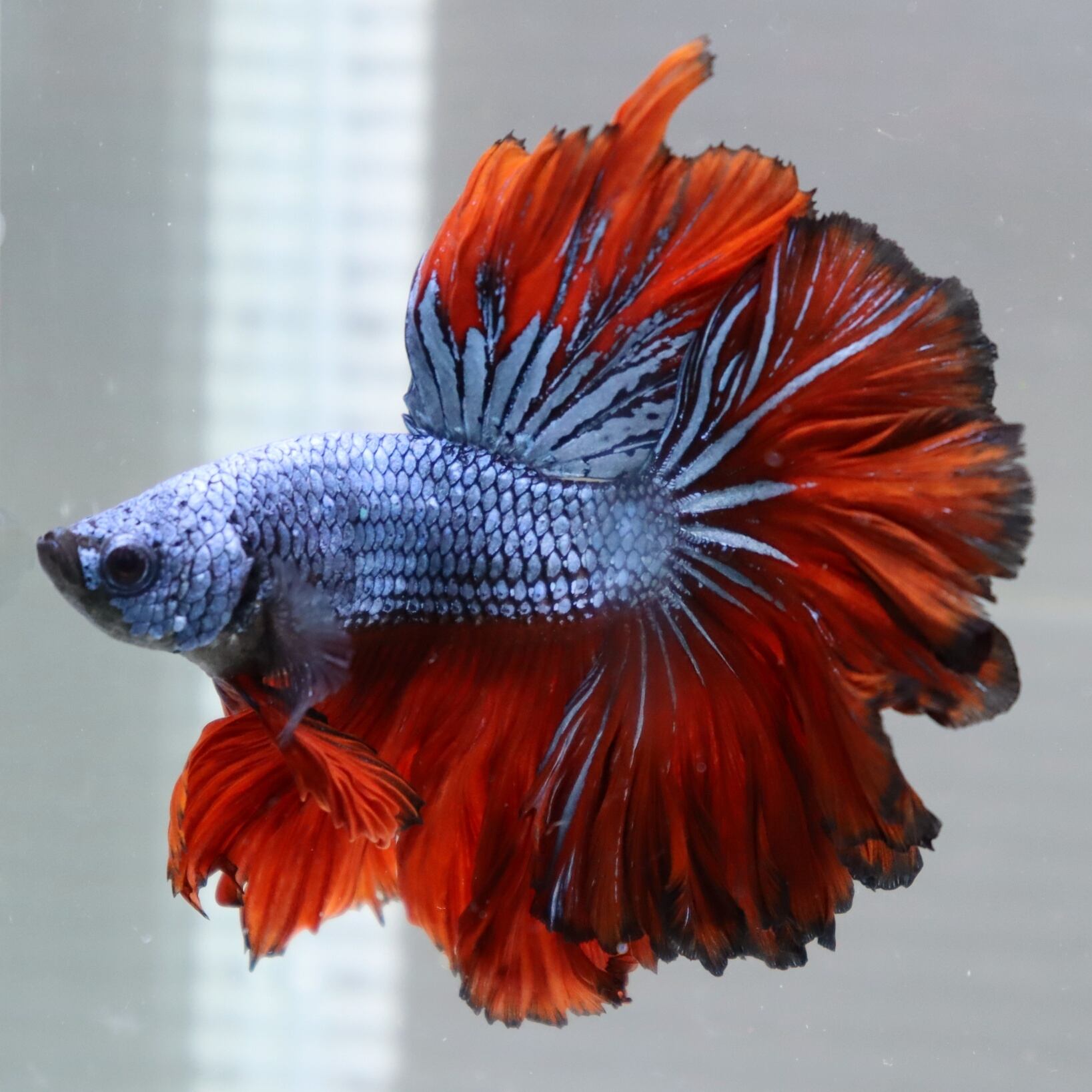 ベタ Hm オス ６ｃｍ 金魚 熱帯魚専門店 Aquapro H