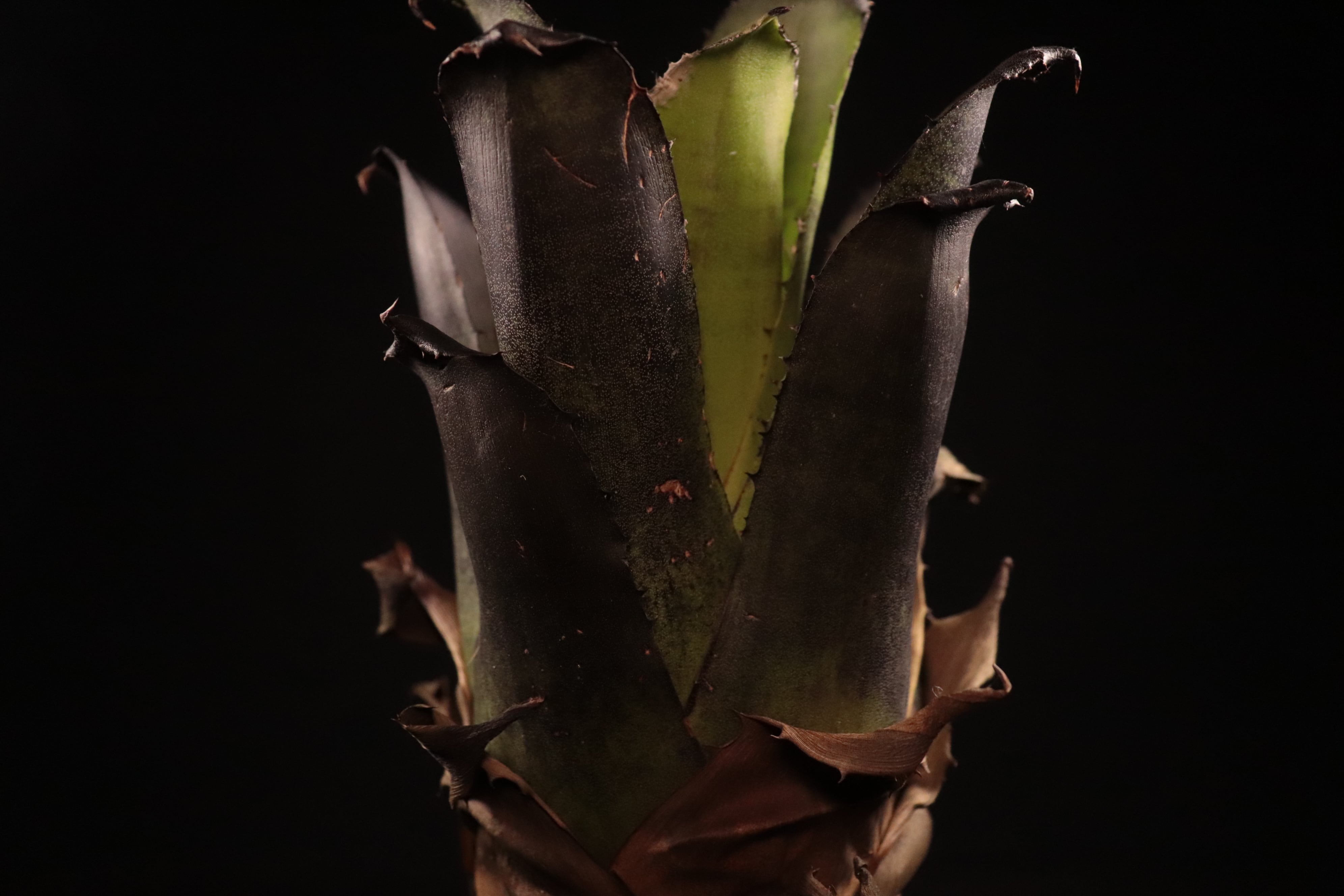 送料無料】Hohenbergia leopoldo-horstii (Black form
