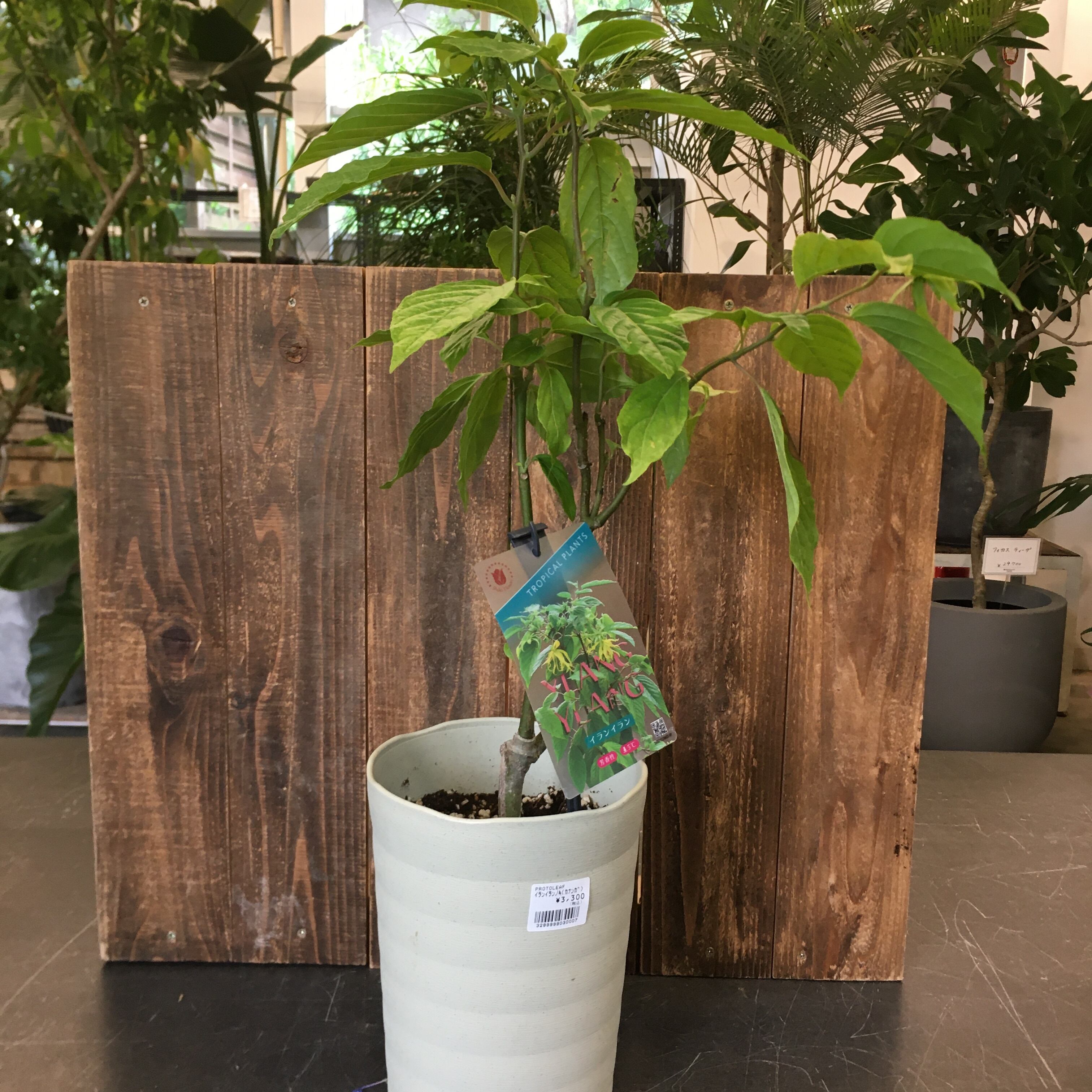 イランイラン Protoleaf プロトリーフ