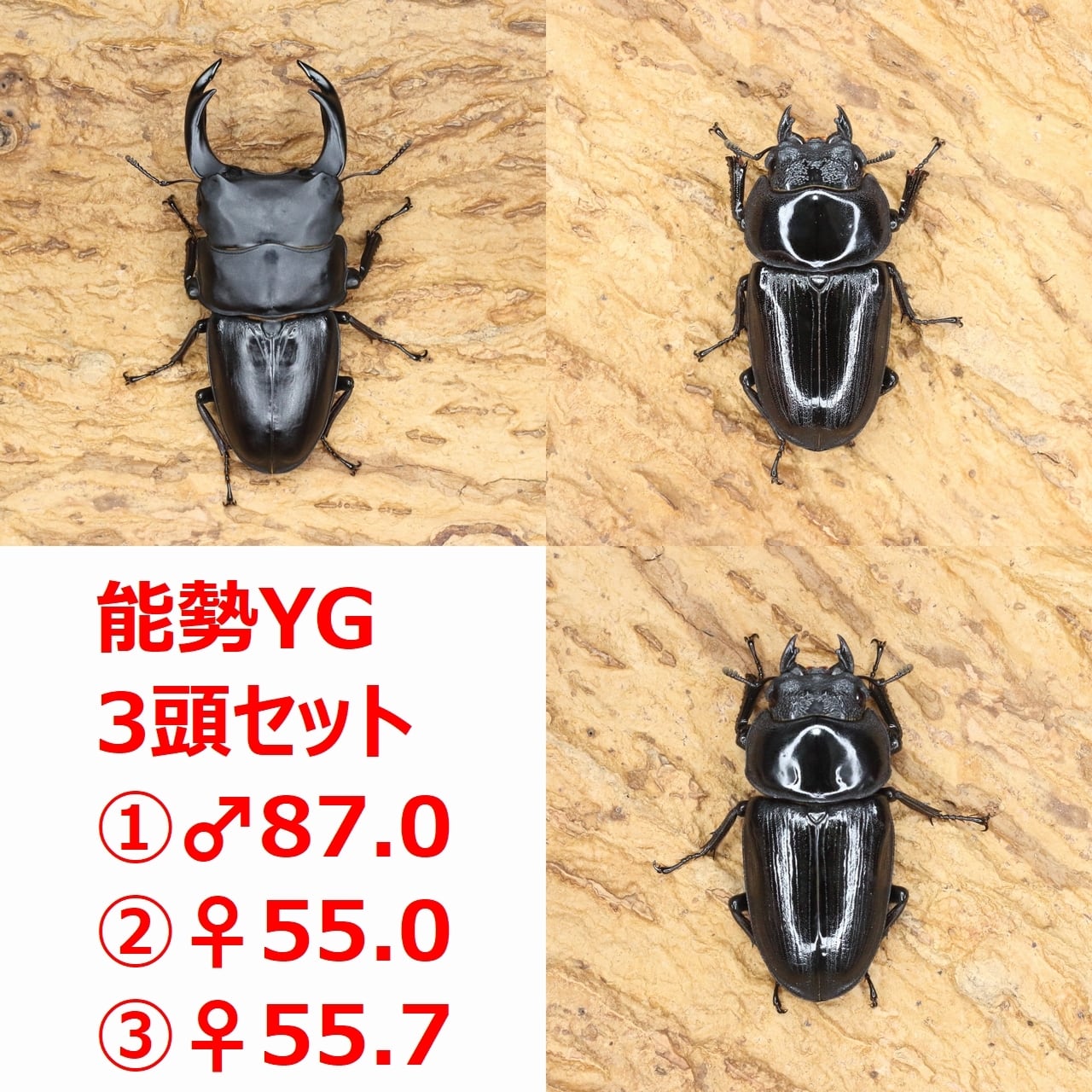 ♂86.2(24H2)・♀55.2(24B1)・♀56.5(24D3)◇オオクワガタ能勢YG血統