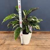 カラテア ホワイトフュージョン【887】