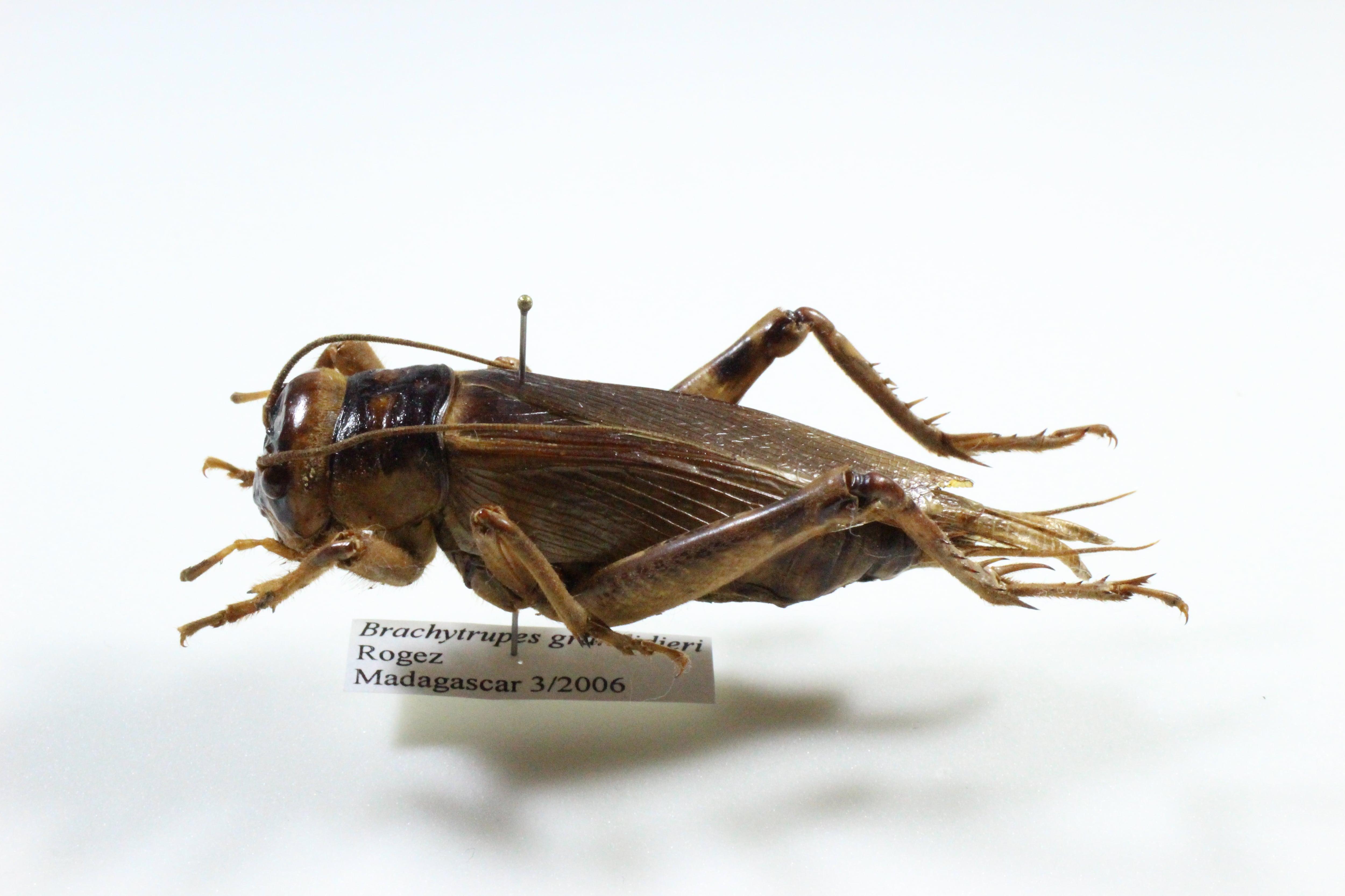 94mm♀マッチョキリギリス コロギス リオック マダカスカル産コロギス1