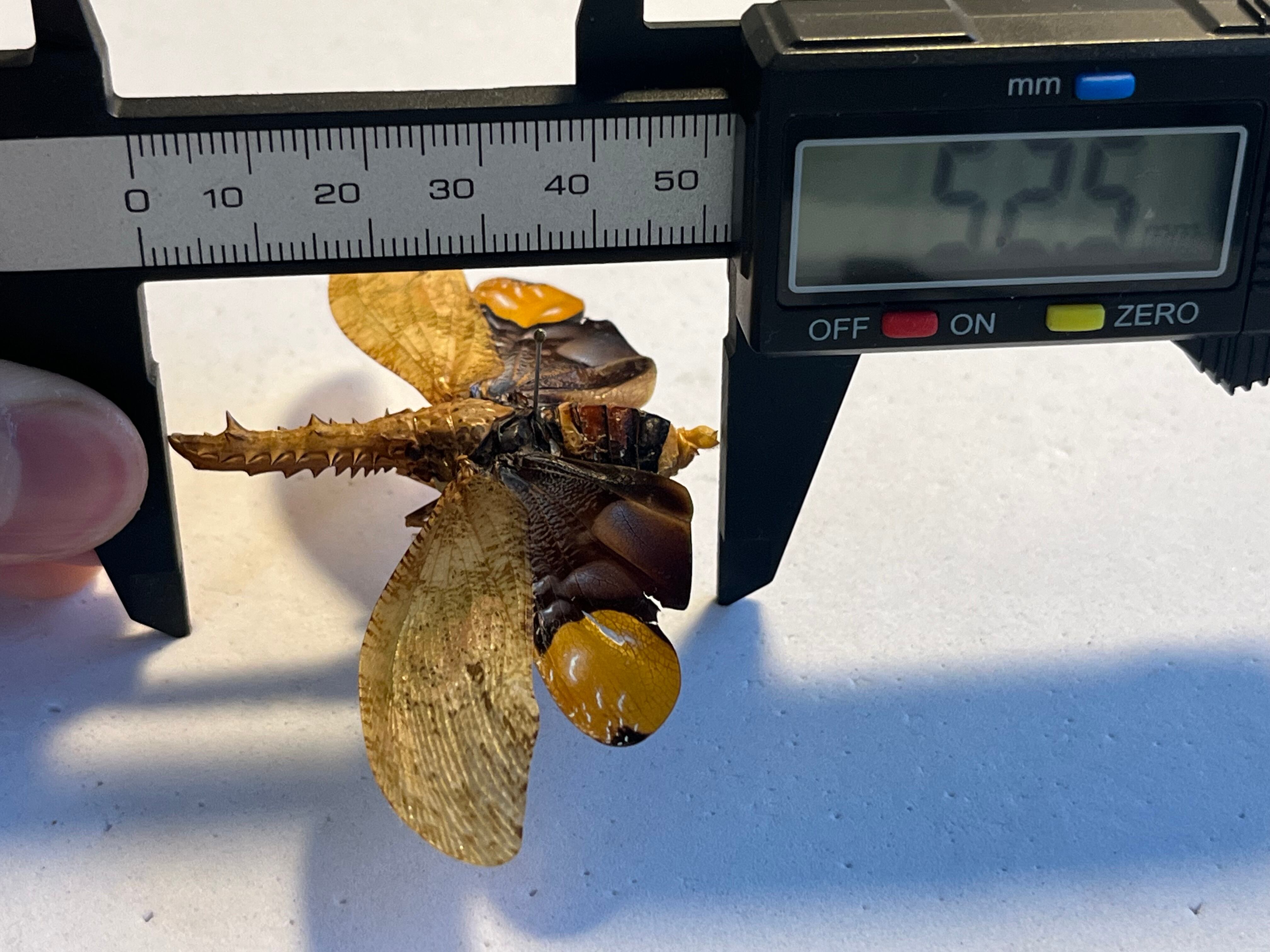 ノコギリビワハゴロモ 標本 蝉セミハエハチベルゼバブホークカゲロウヘビトンボ ノコギリビワハゴロモ 標本 蝉セミハエハチベルゼバブホークカゲロウ