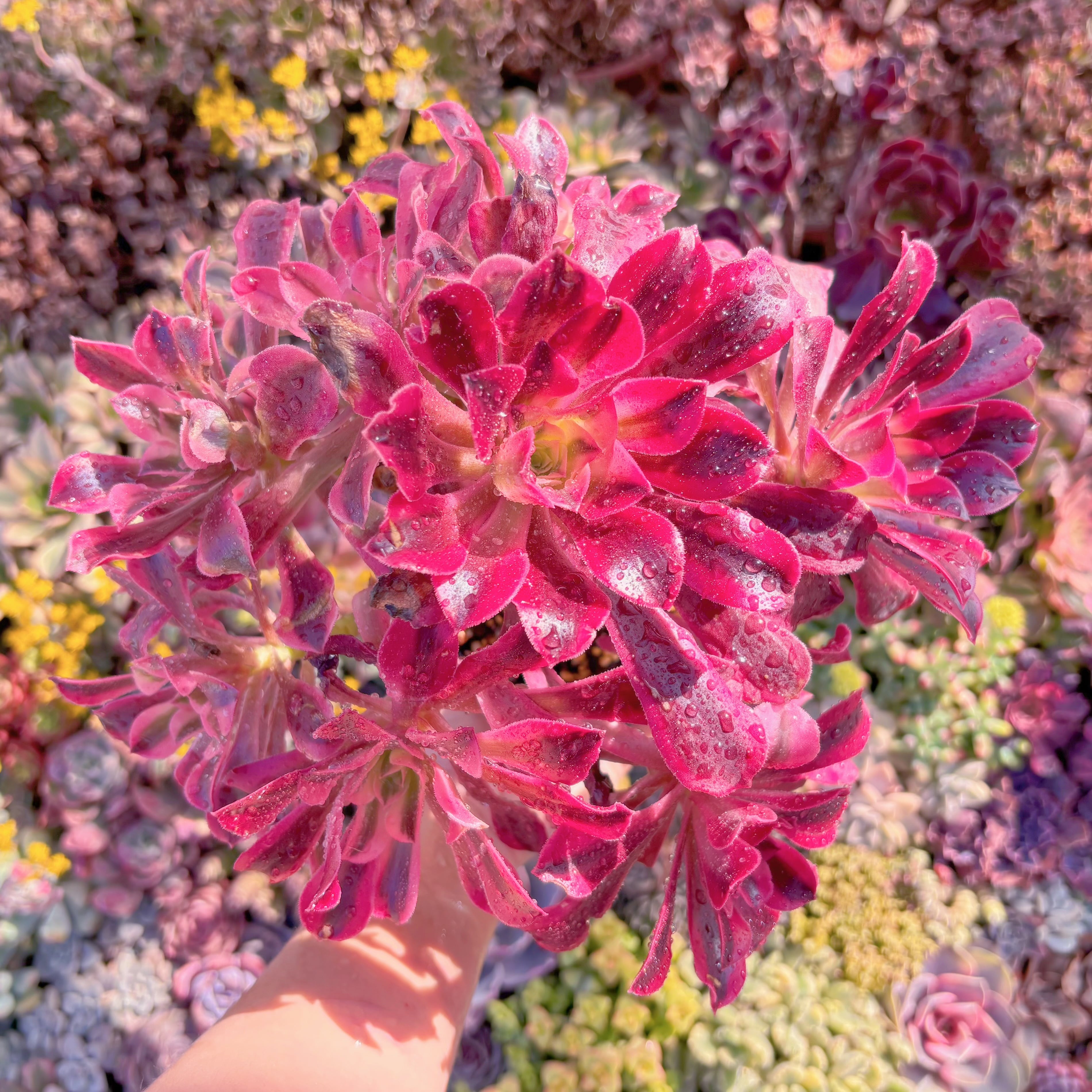 現品　メデューサ#A04　大群生　るる農園