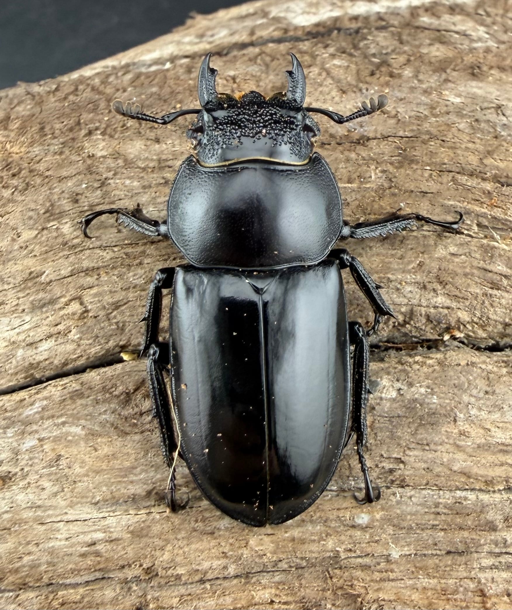 スペキオススシカクワガタ 54mm ペア》 | KPW公式オンラインショップ