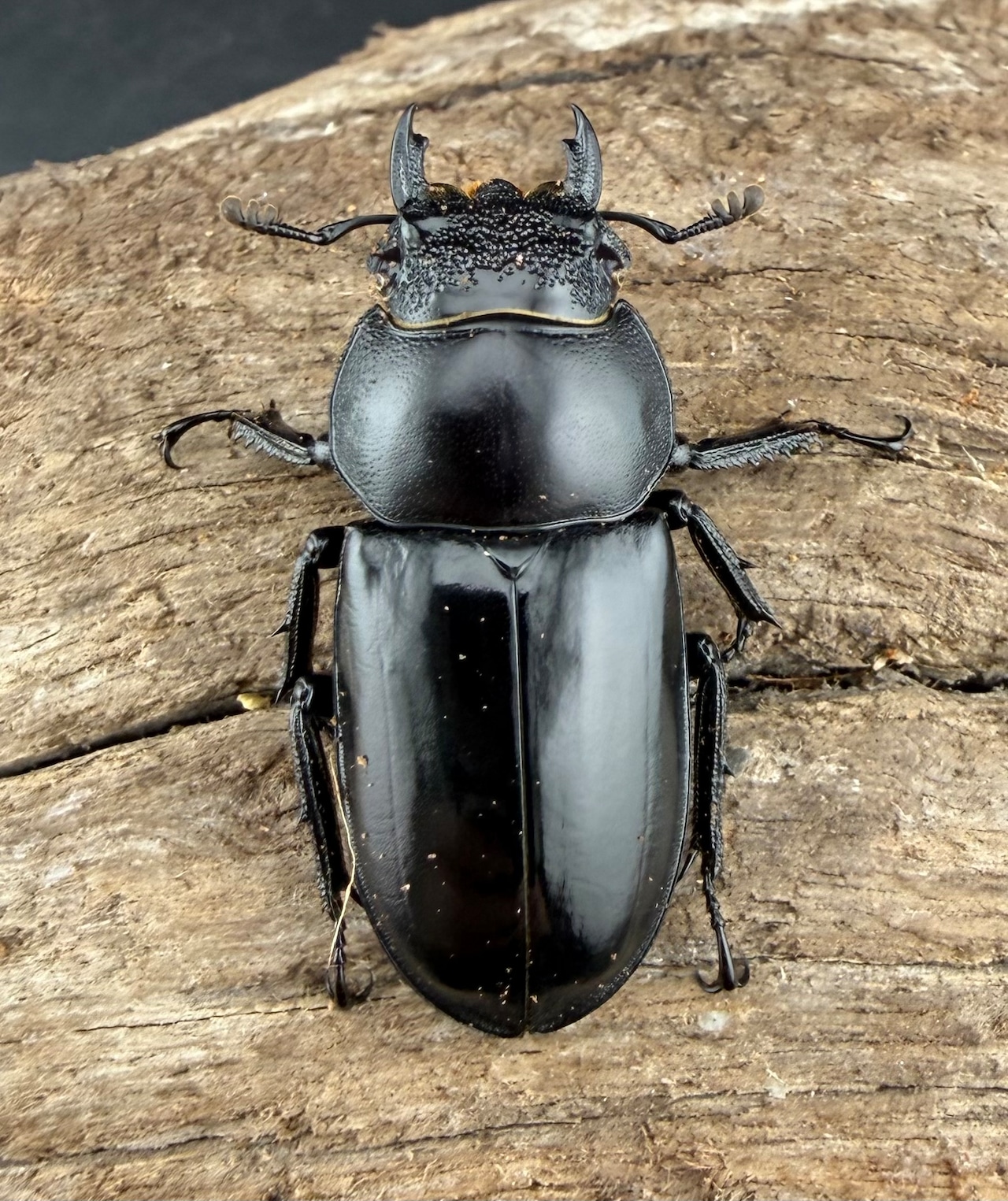 《スペキオススシカクワガタ 54mm ペア》