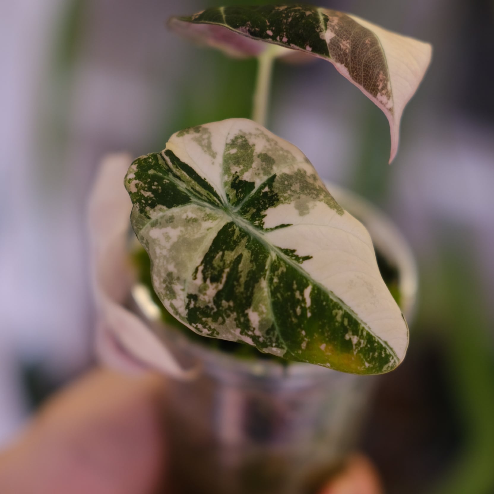 Alocasia Black Velvet Pink Albo③│アロカシア ブラックベルベット